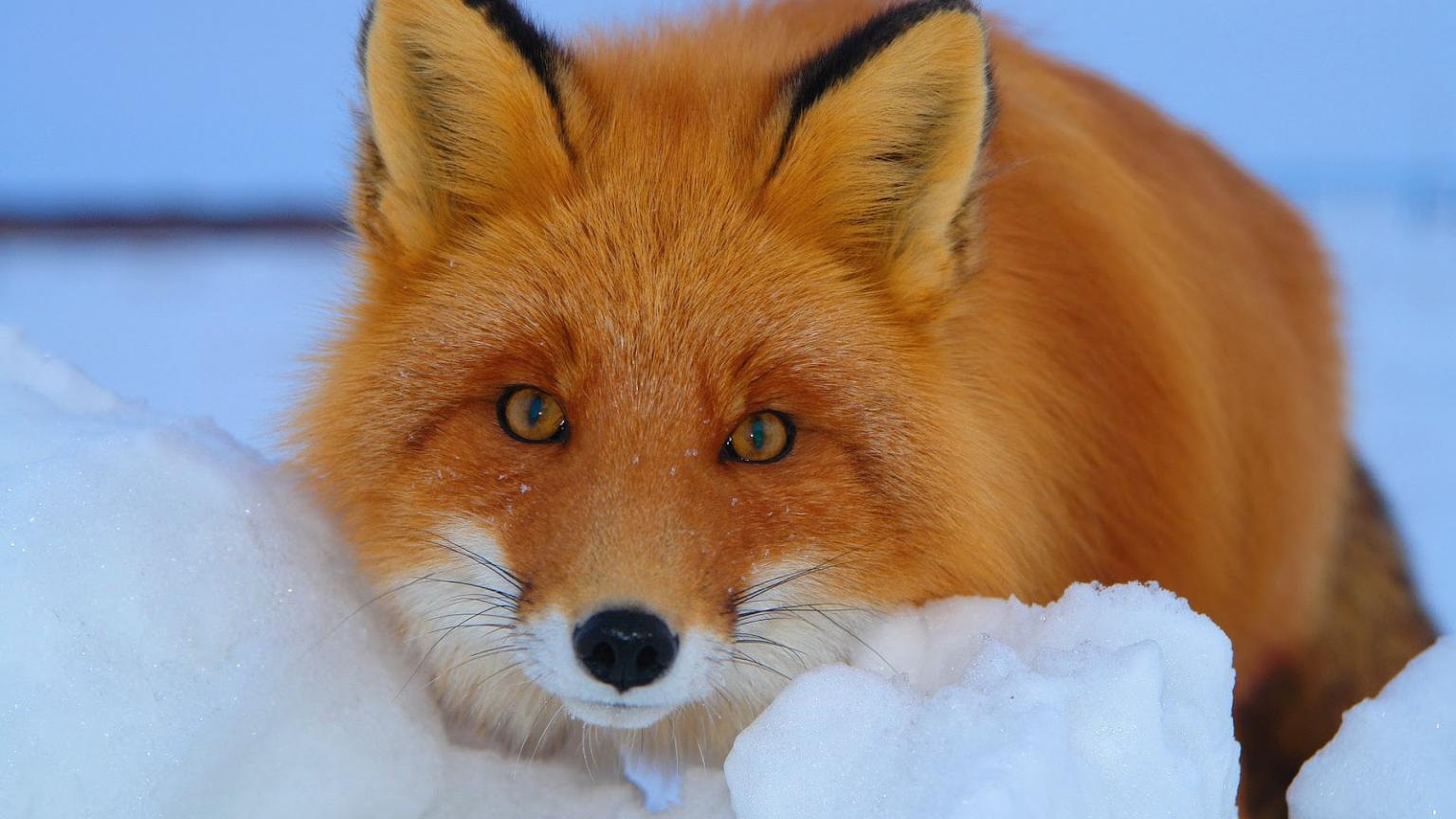 1536x864 Free download Fox wallpaper with a red fox in the snow HD animals wallpaper [1600x1000] for your Desktop, Mobile & Tablet. Explore Fox Wallpaper. Star Fox Wallpaper, Megan Fox