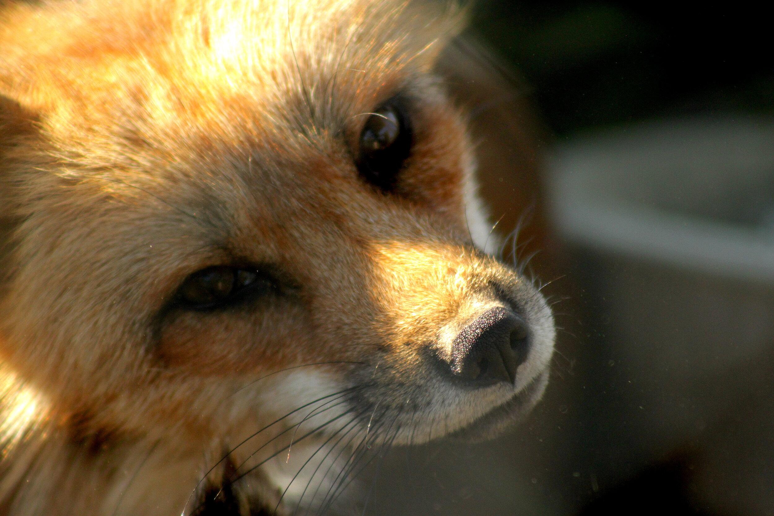2500x1667 Red Fox