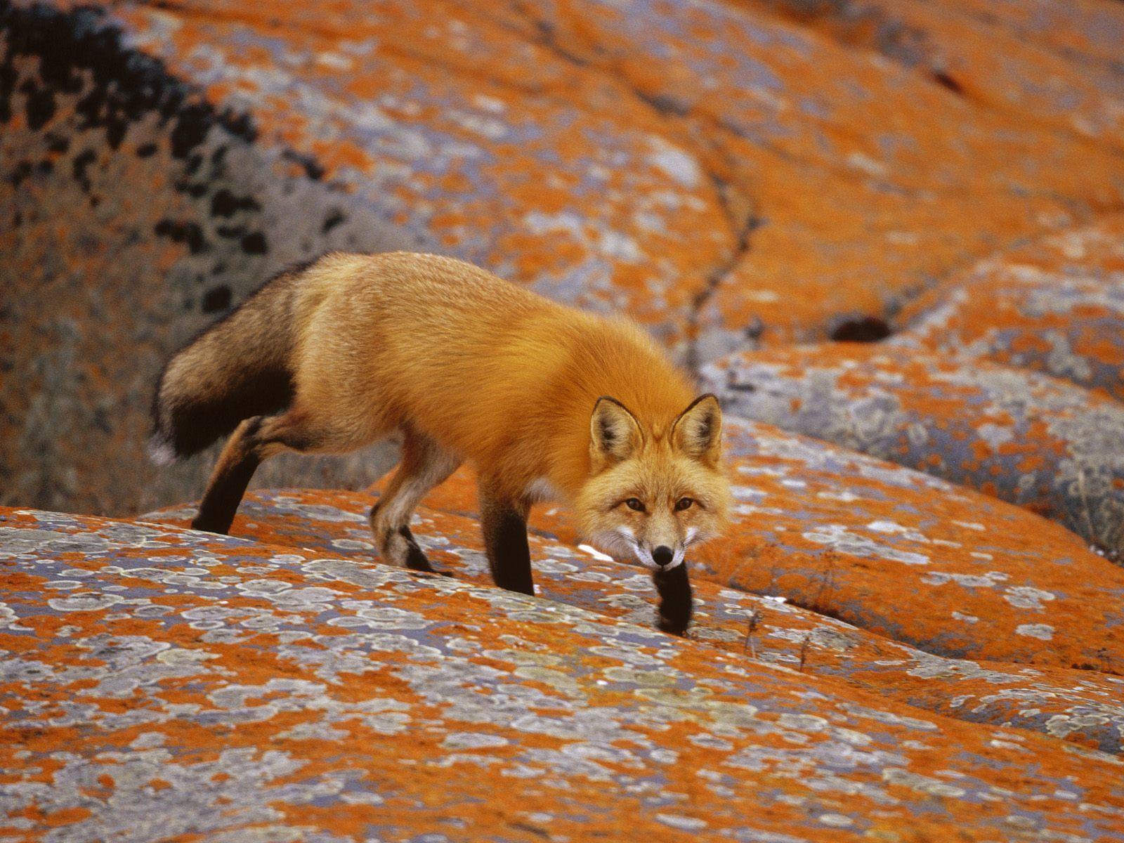 1600x1200 Free download Red Foxes image Red Fox HD wallpaper and background photo 13289712 [1600x1200] for your Desktop, Mobile & Tablet. Explore Red Fox Wallpaper. Red Fox Wallpaper, Red Fox
