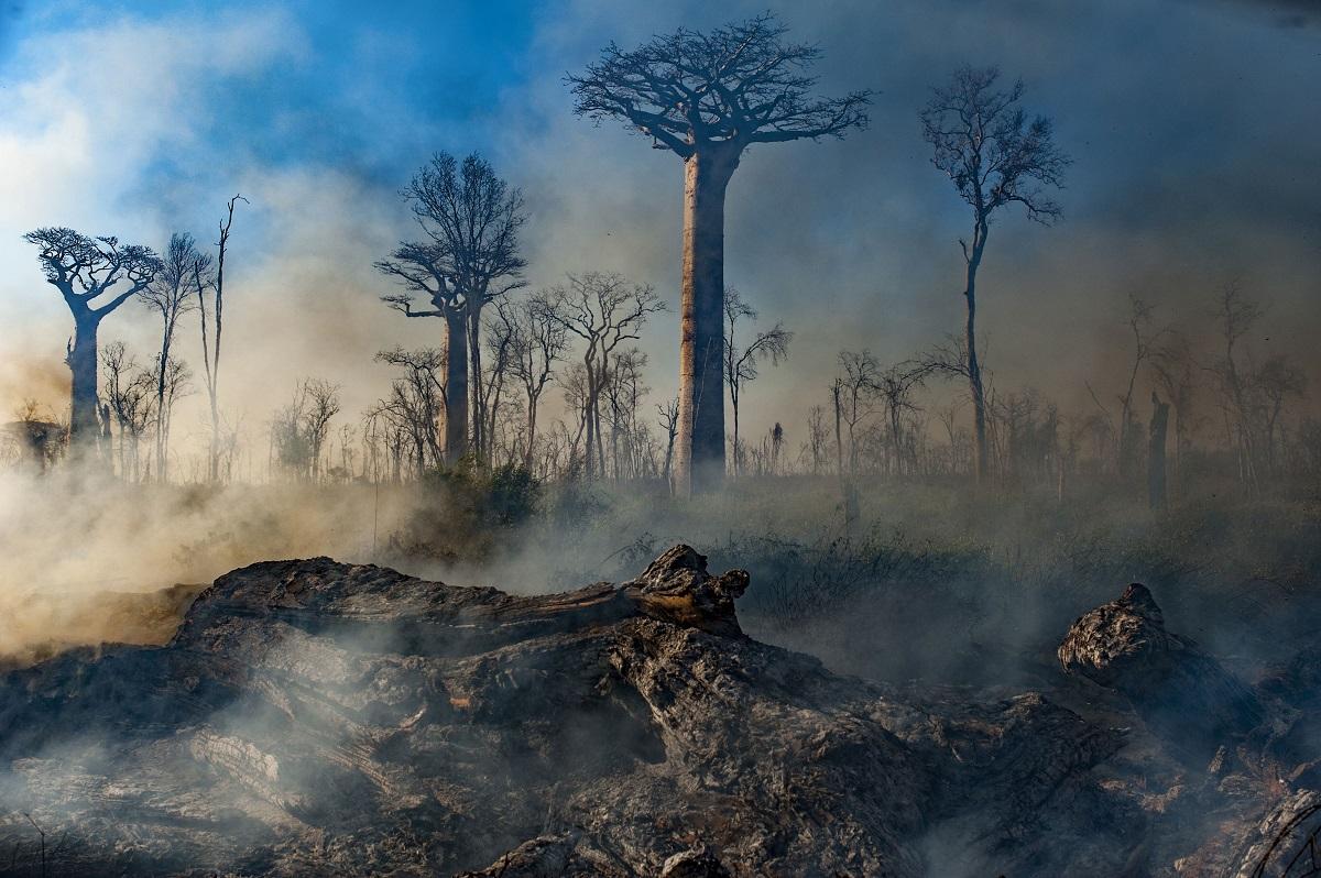 1200x798 Conservation Inspiration from Our Planet: Ways You Can Help