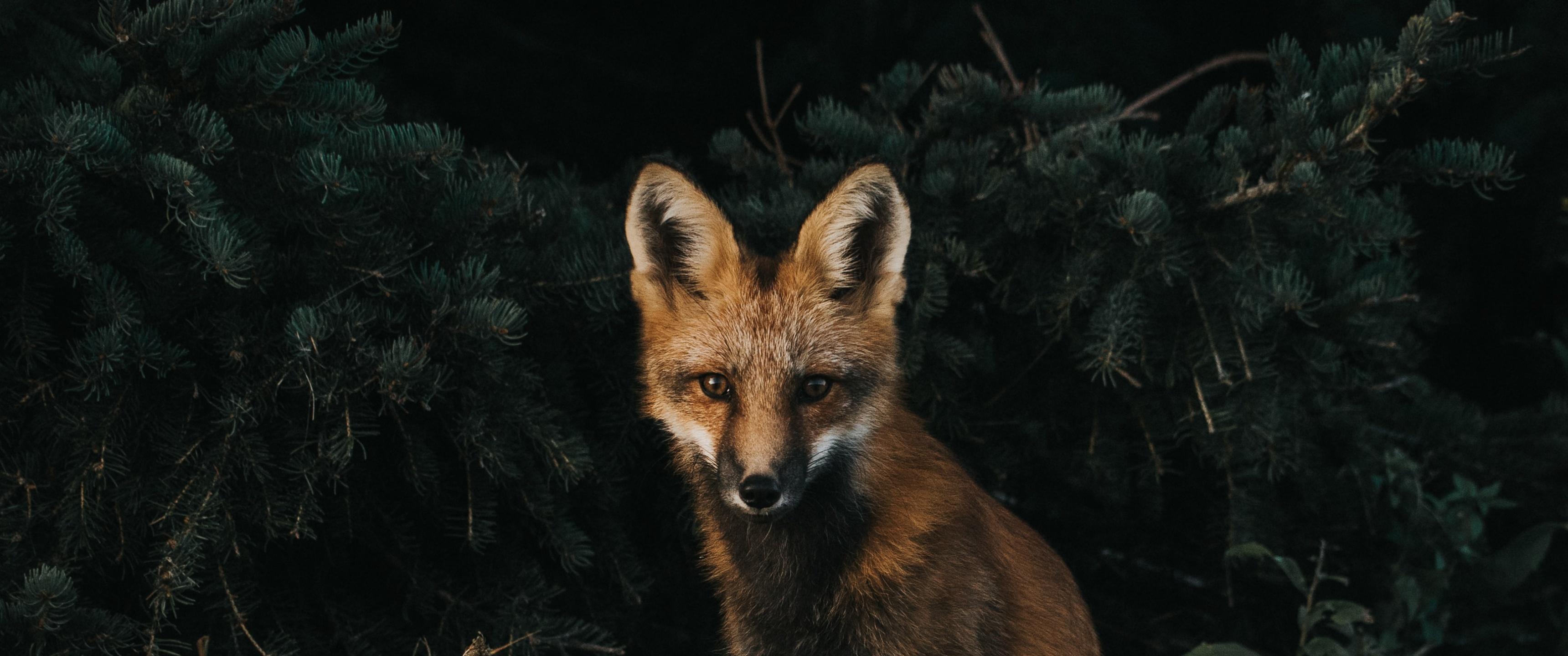 3440x1440 Dark Fox Wallpaper