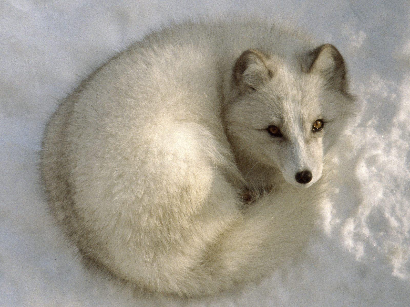 1600x1200 Red Fox Animals Picture, Black Fox Animal Picture, Black Fox Picture, Baby Fox Animal, Red Fox Animals Picture, Red Fox, Denali National Park, Alaska, Wild Red Fox yawning. Nice Pics Gallery