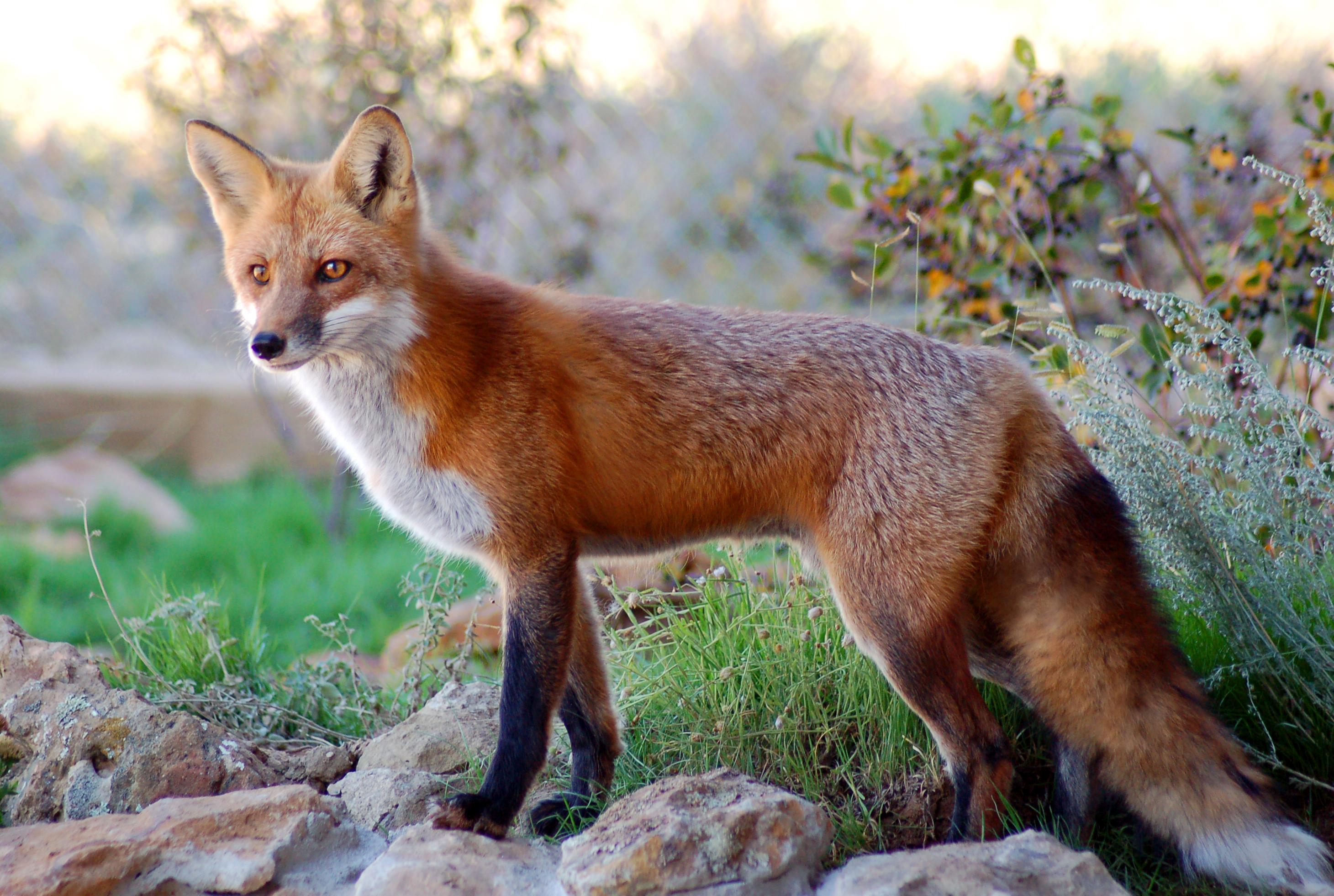 2921x1962 Free download Fox Download Clip Art Clip Art on Clipart Library [2921x1962] for your Desktop, Mobile & Tablet. Explore Red Fox Wallpaper. Red Fox Wallpaper, Red Fox Wallpaper, Red