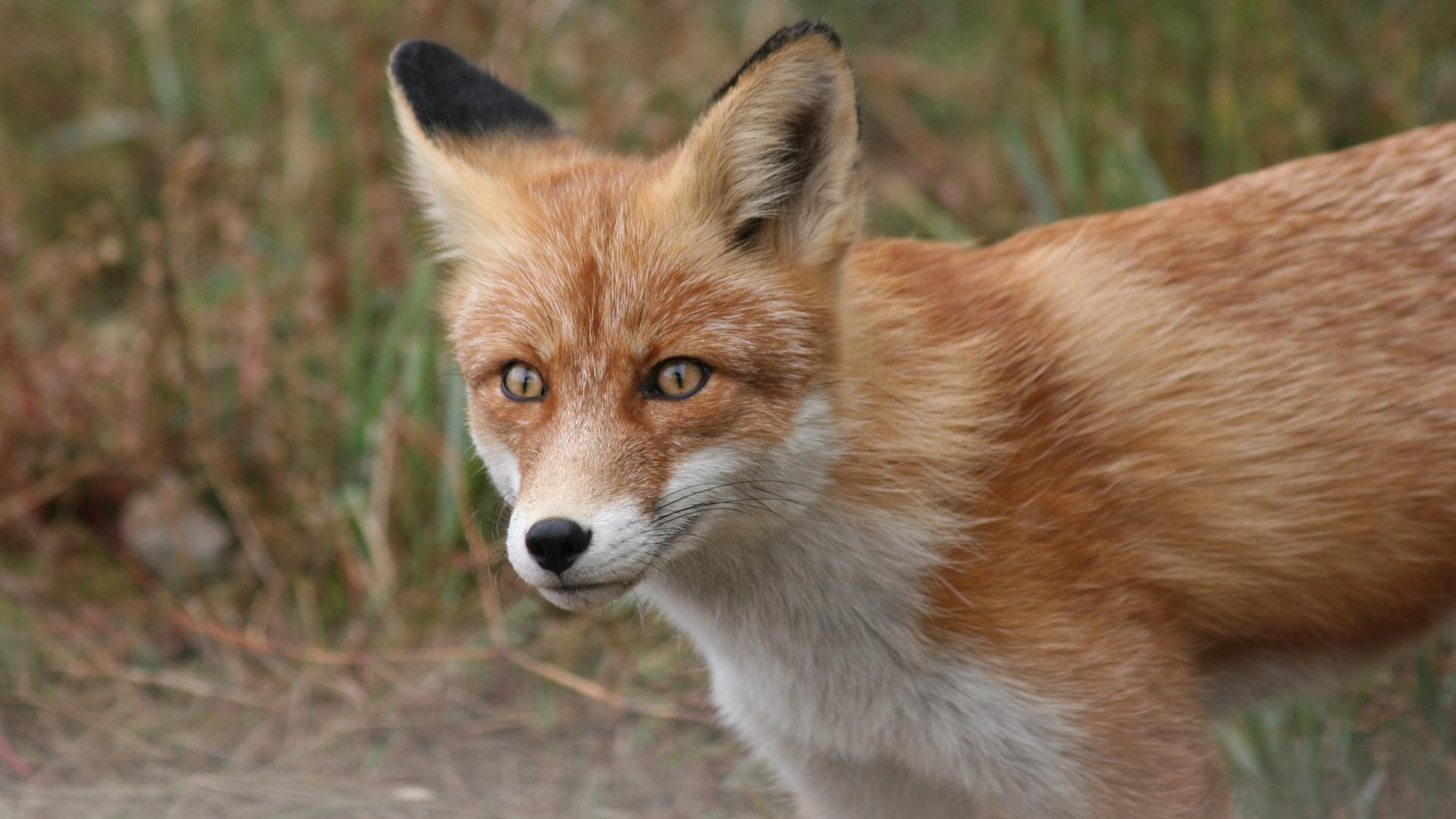 1920x1080 The sly look of a large red fox with a black nose Desktop wallpaper 1920x1080