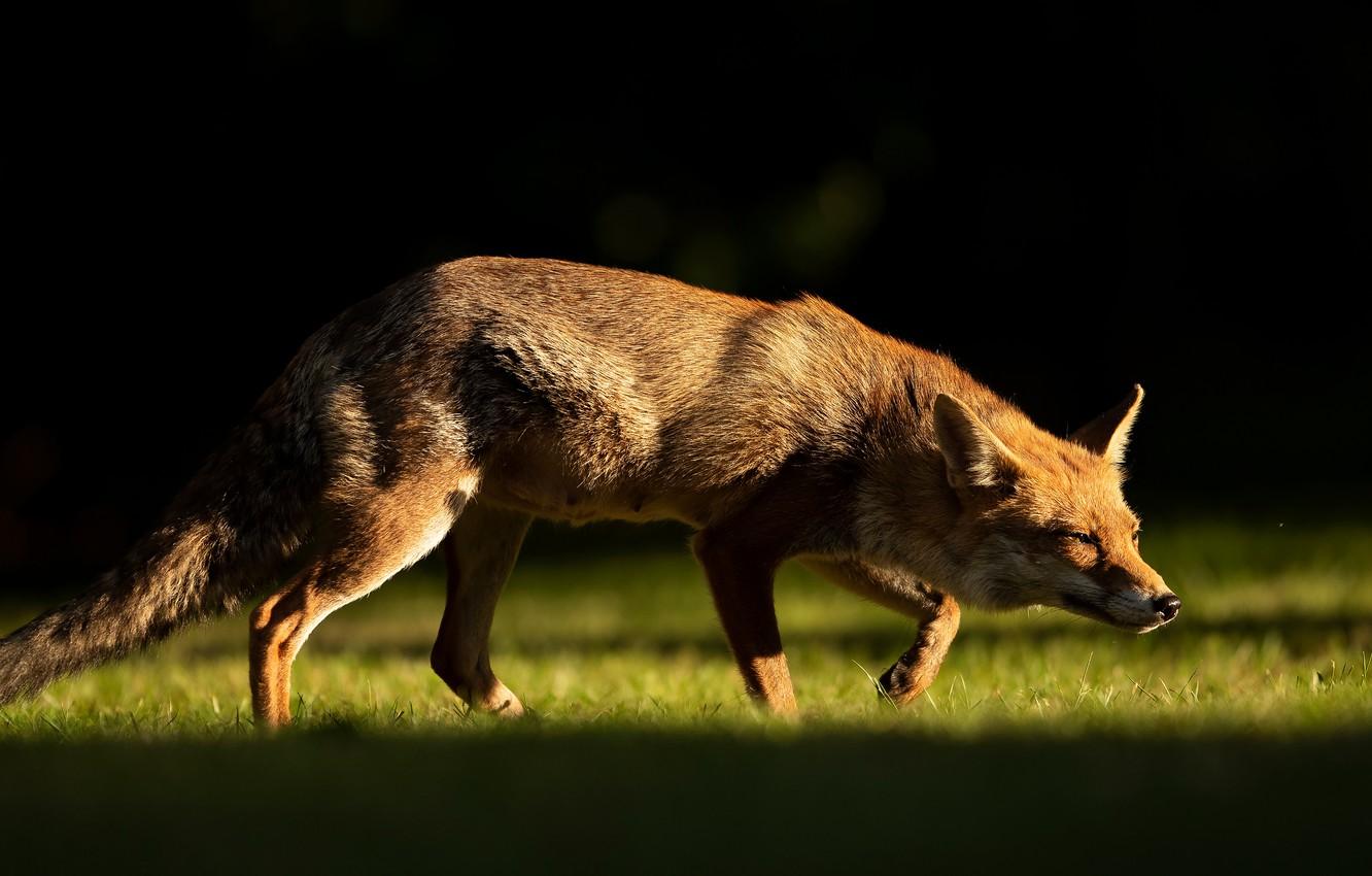 1332x850 Wallpaper look, light, Fox, profile, black background image for desktop, section животные