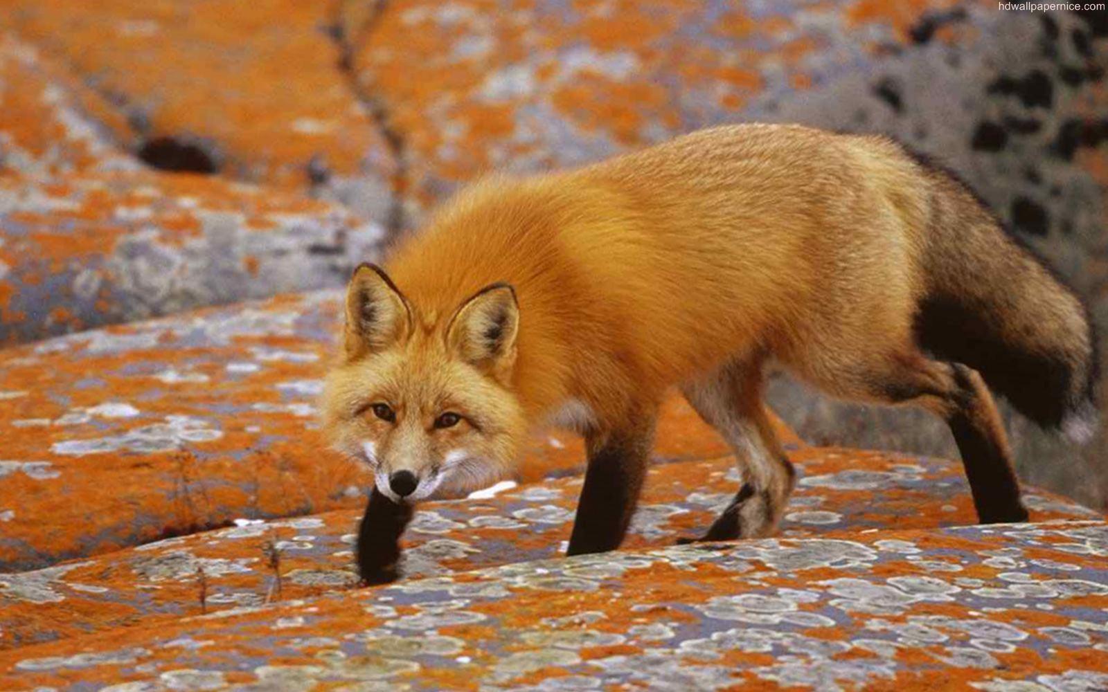 1600x1000 Free download Red Fox Animal HD Wallpaper 05966 wallpaperpickcom [1600x1000] for your Desktop, Mobile & Tablet. Explore Red Fox Wallpaper. Red Fox Picture for Wallpaper, Baby Fox Wallpaper, Fox Wallpaper Animal