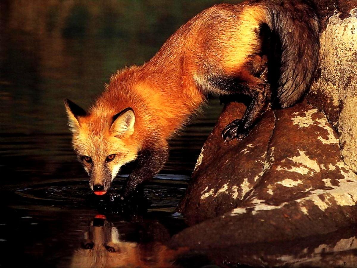 1200x900 Nice image Fox, Red Fox, Animals. Download TOP Free image