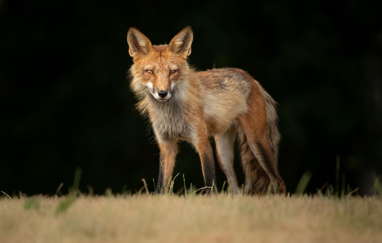 1332x850 Wallpaper field, look, pose, Fox, red, is, black background image for desktop, section животные