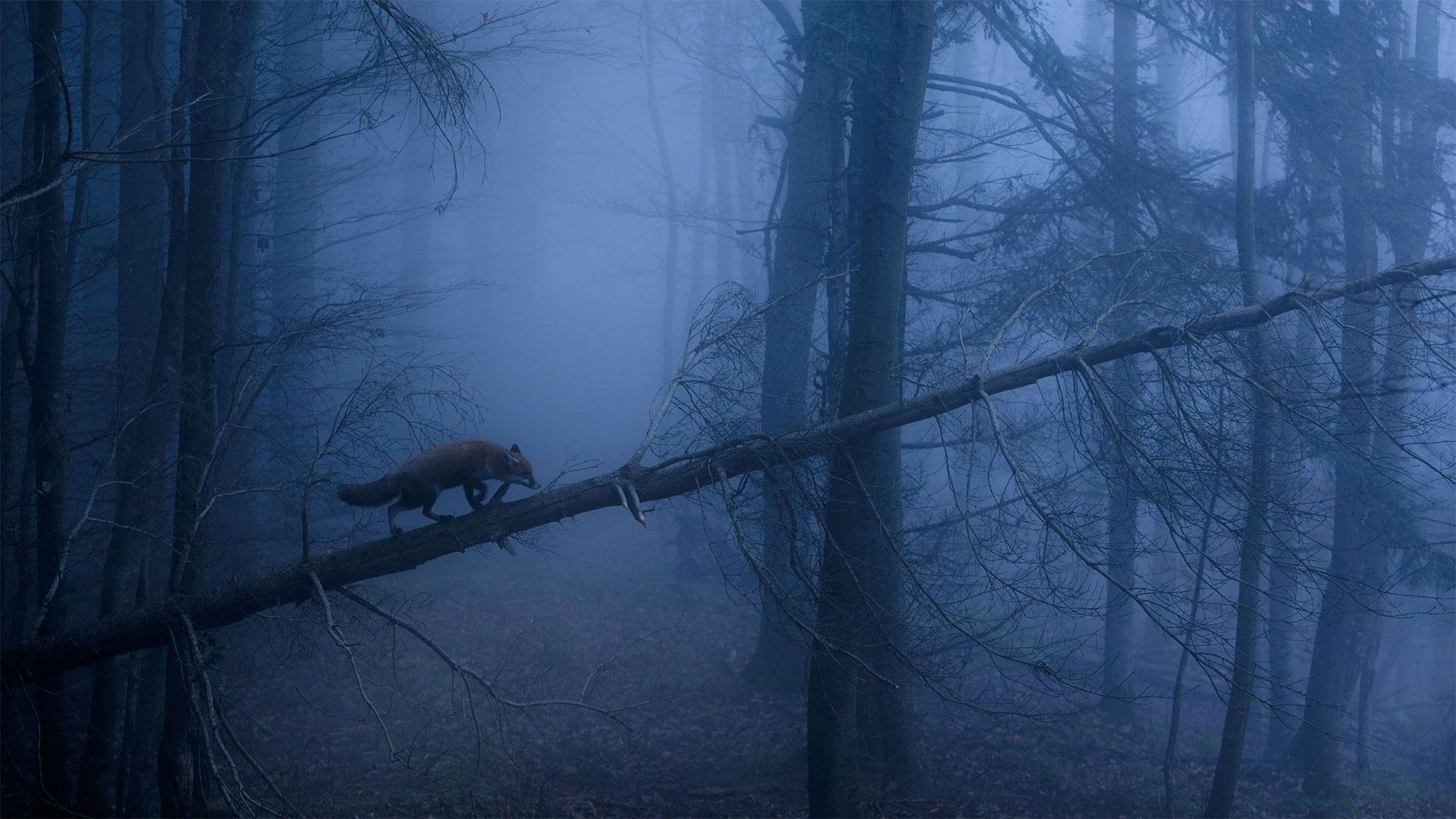 1920x1080 Bing image: Red fox Wallpaper Gallery
