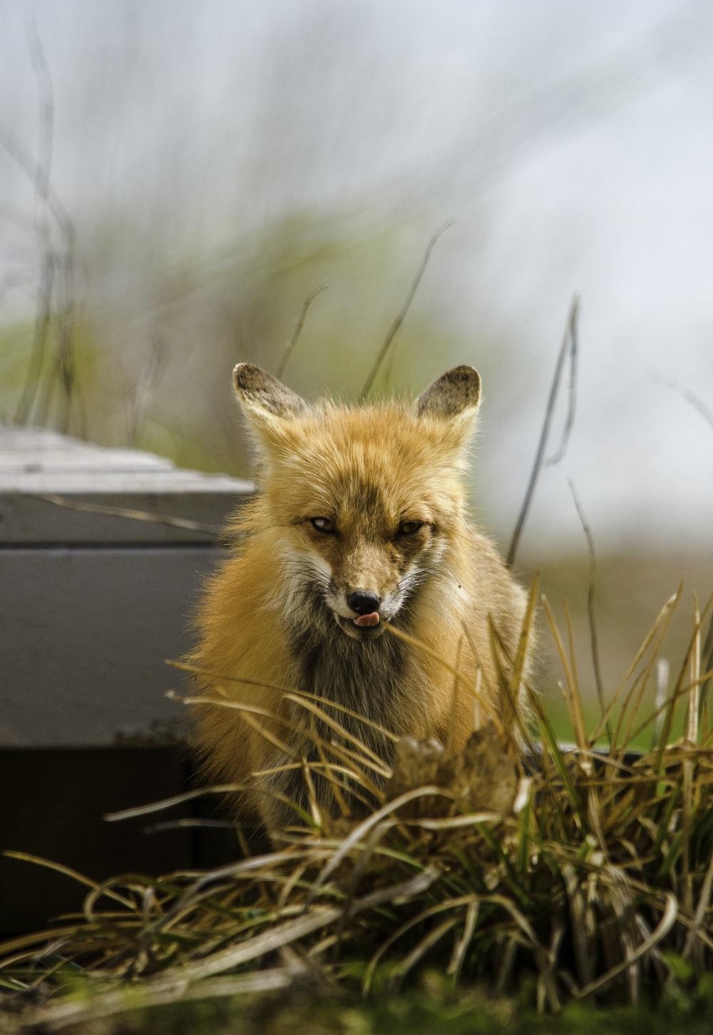1000x1451 brown fox on black concrete floor photo