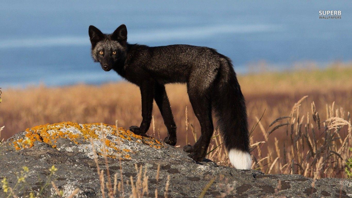 1366x768 Black fox wallpaper. Pet fox, Fox, Animals