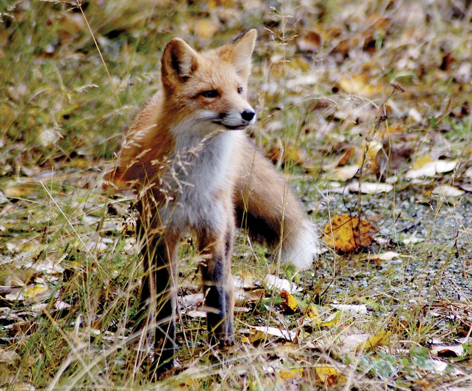 1600x1325 red fox. Diet, Behavior, & Adaptations