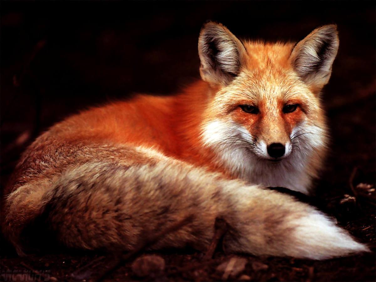 1200x900 Aesthetic wallpaper Fox, Red Fox, Animals. Free TOP wallpaper