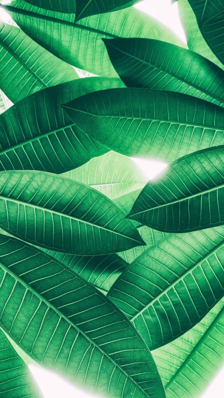 736x1308 Super Pretty iPhone 8 Plus Wallpaper