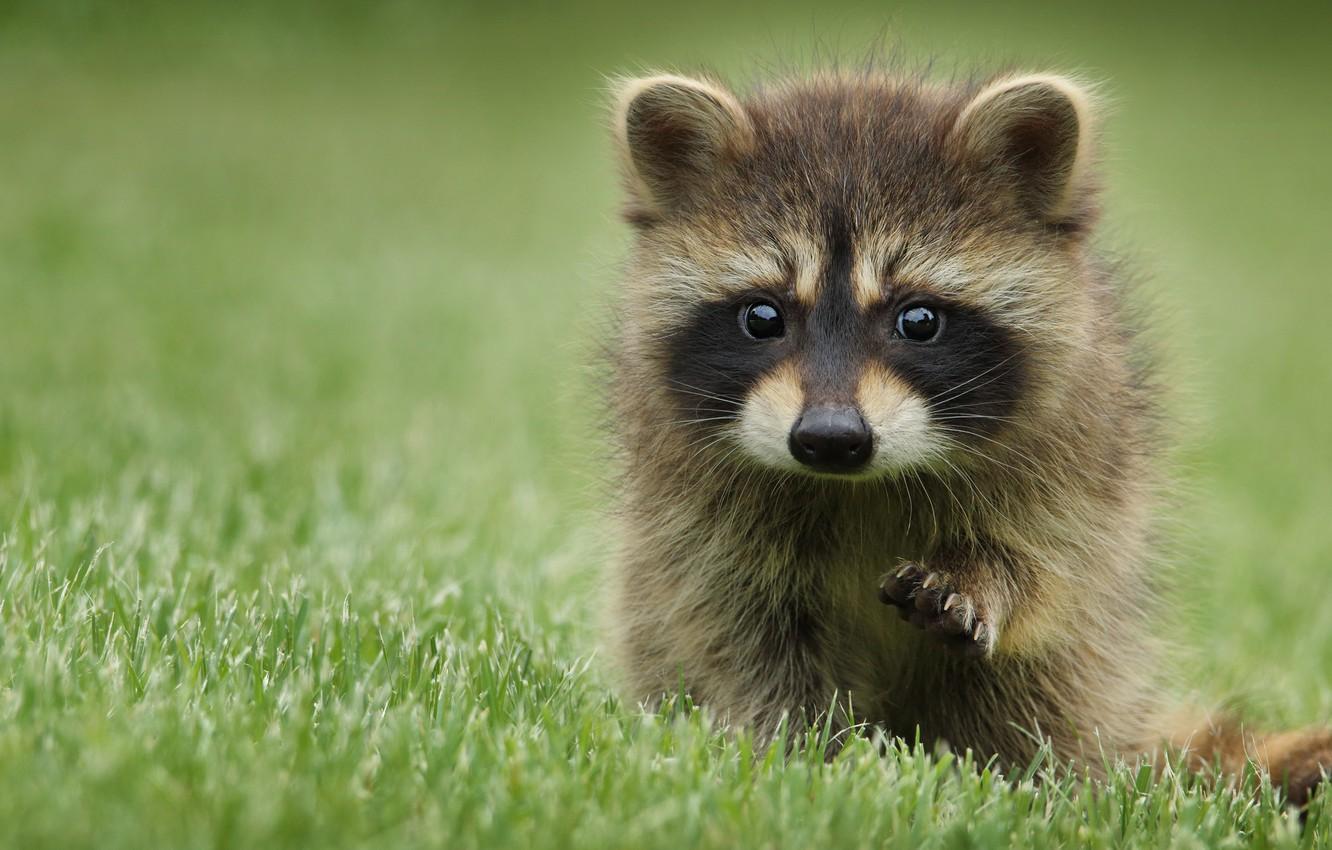 1332x850 Wallpaper grass, look, pose, background, glade, portrait, baby, raccoon, face, cub, foot image for desktop, section животные