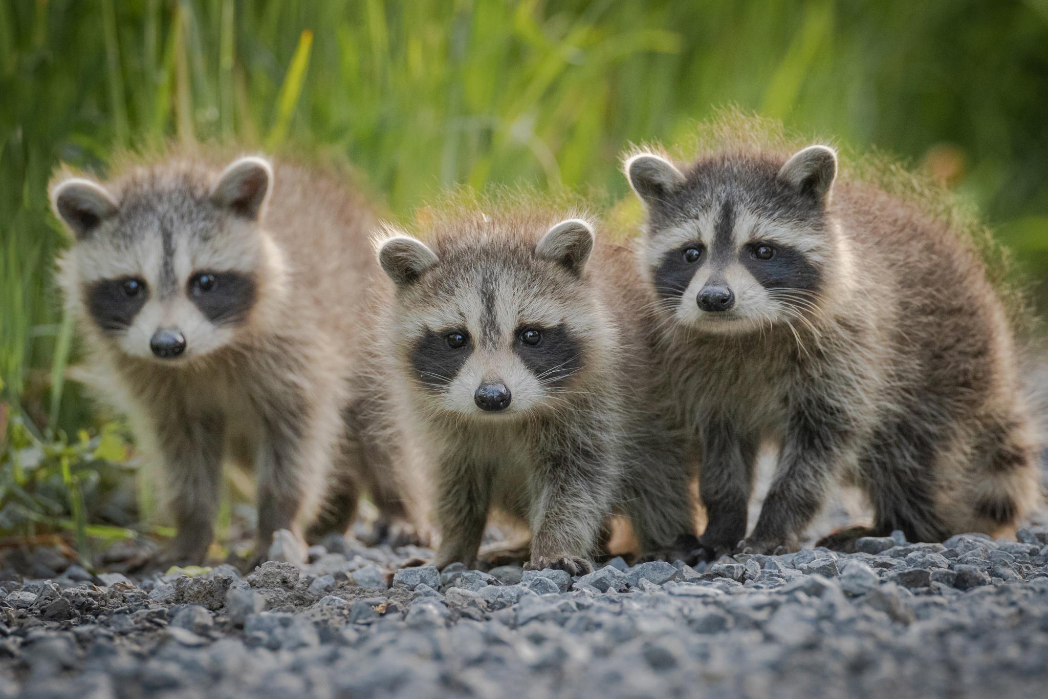 Baby Raccoon Wallpapers - Top Free Baby Raccoon Backgrounds