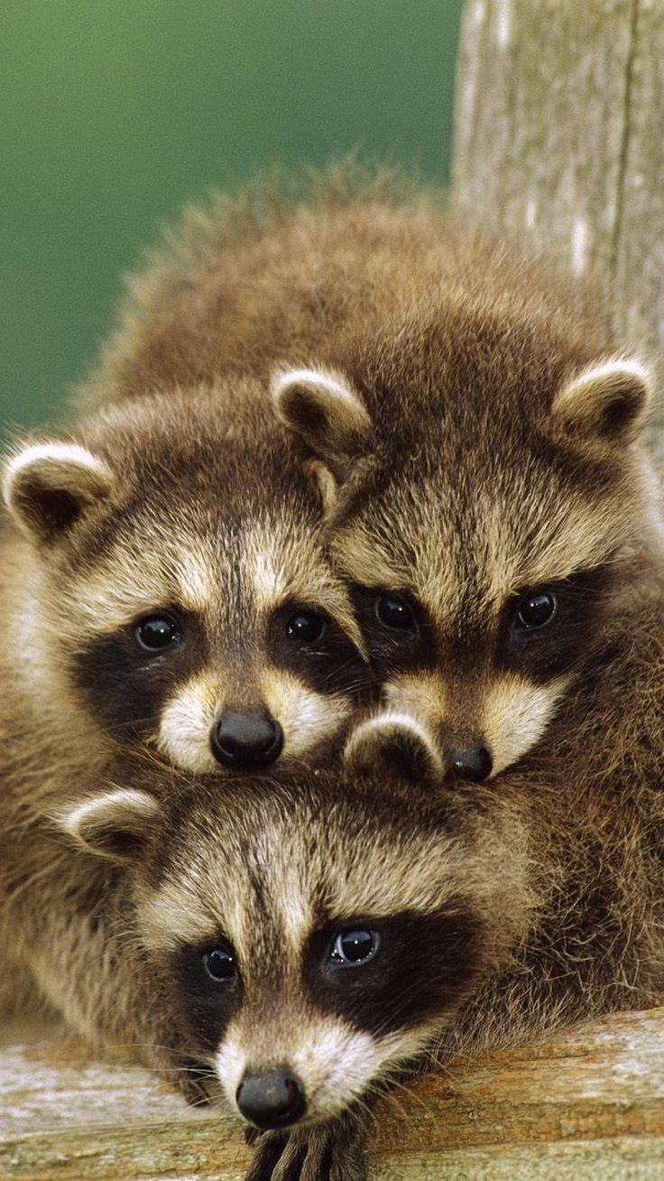 736x1308 adorable baby raccoons. Cute animals, Animals wild, Baby animals