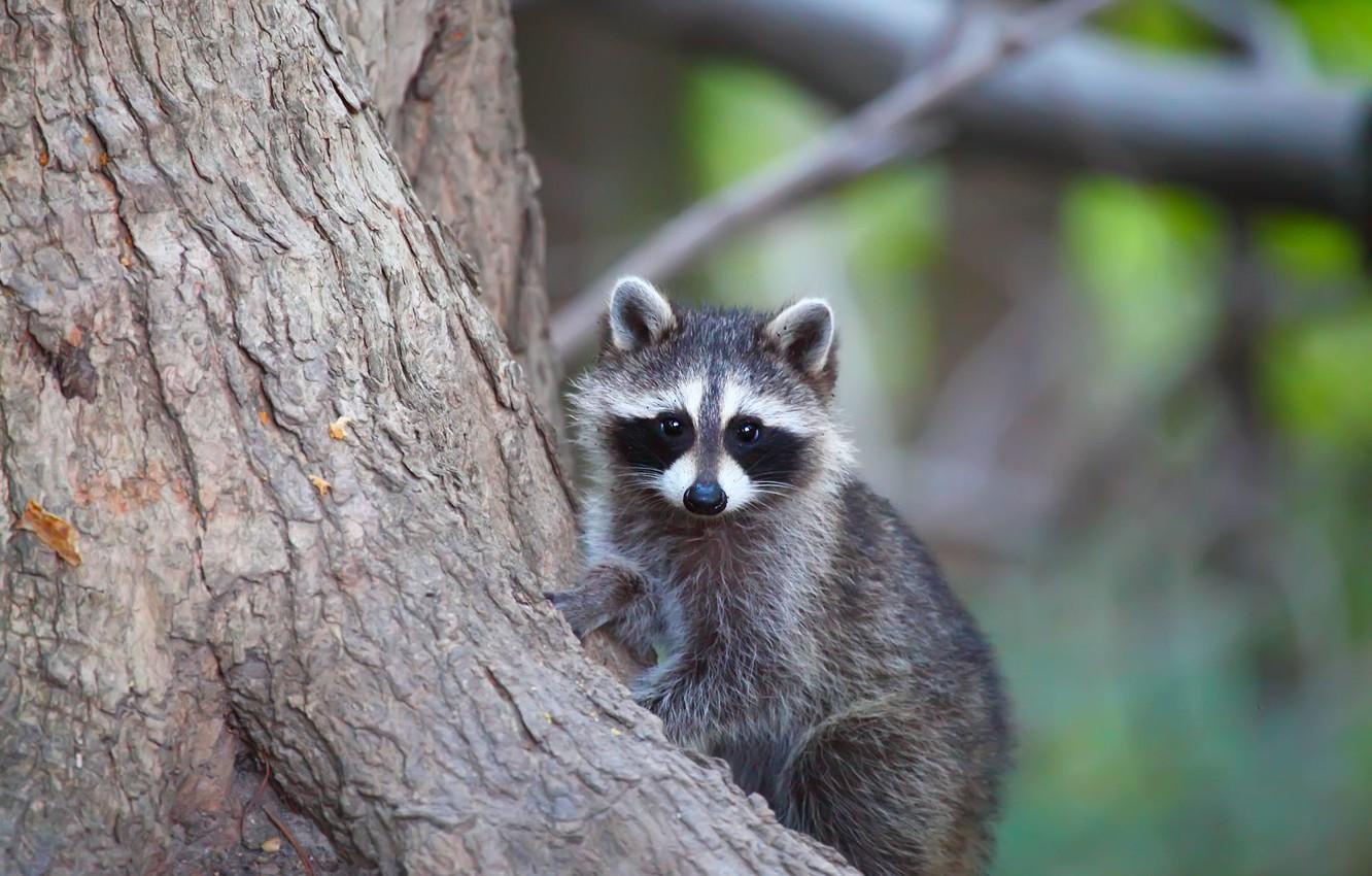 Baby Raccoon Wallpapers Top Free Baby Raccoon Backgrounds