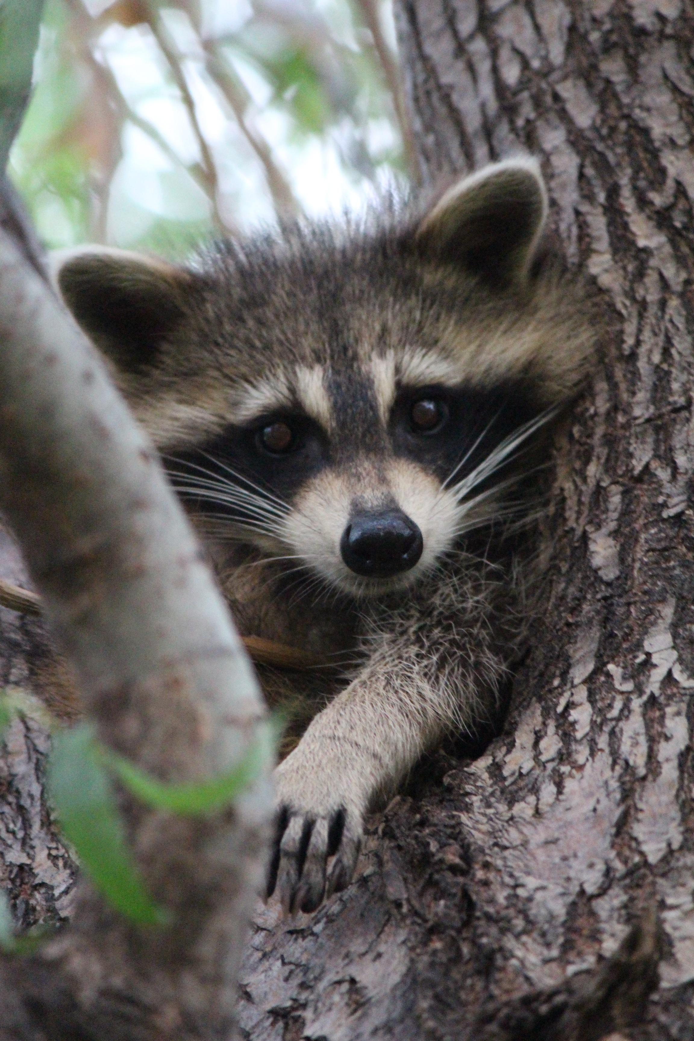 2304x3456 Cute Baby Raccoon on tree free image download