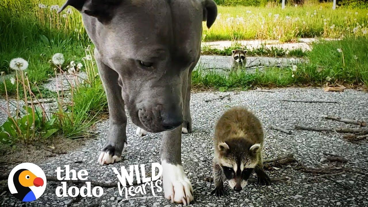 1280x720 Cute Baby Raccoon Photo, Videos, and Facts