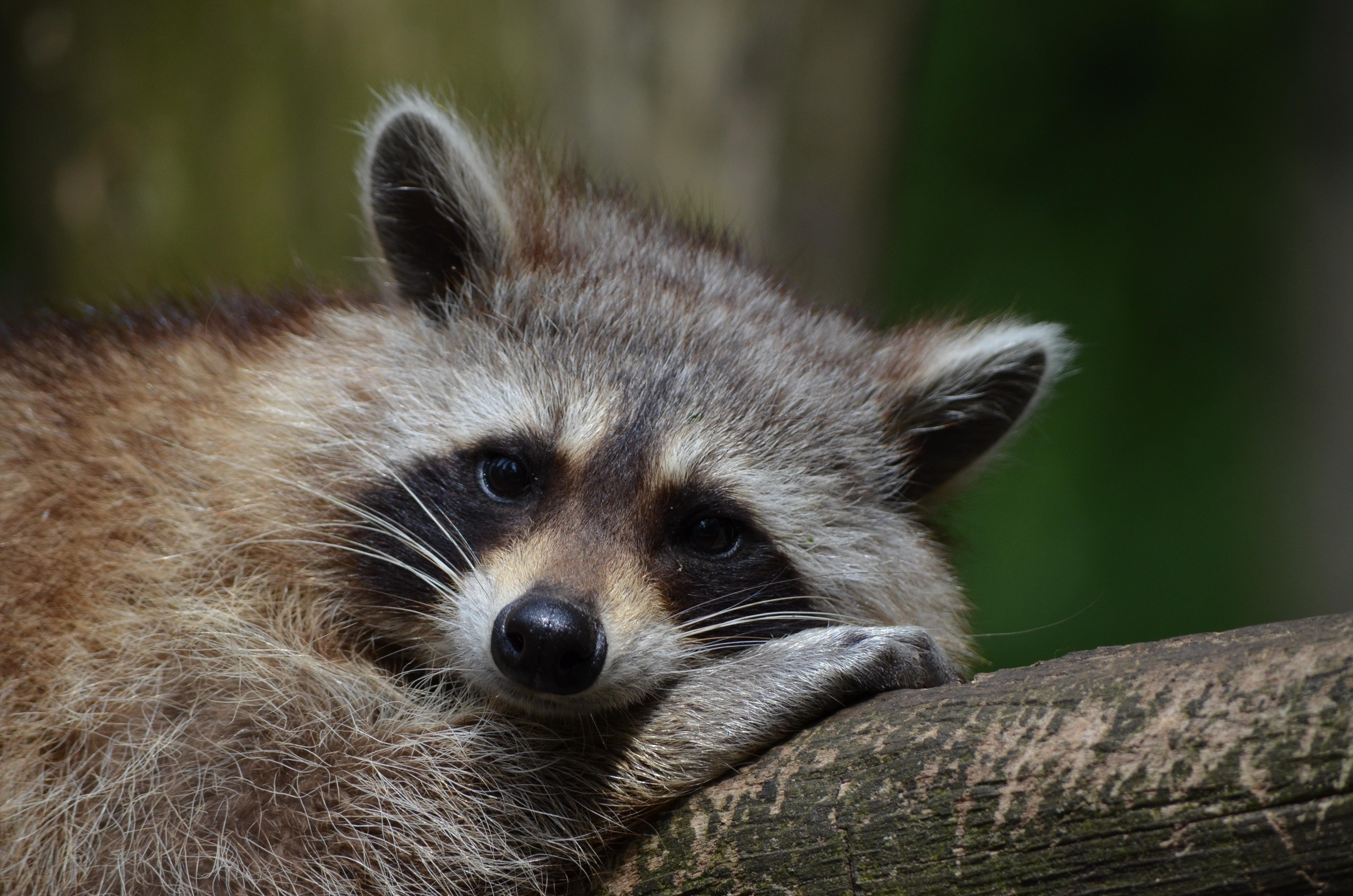 4928x3264 From Baby Raccoon in Wallpaper Wizard