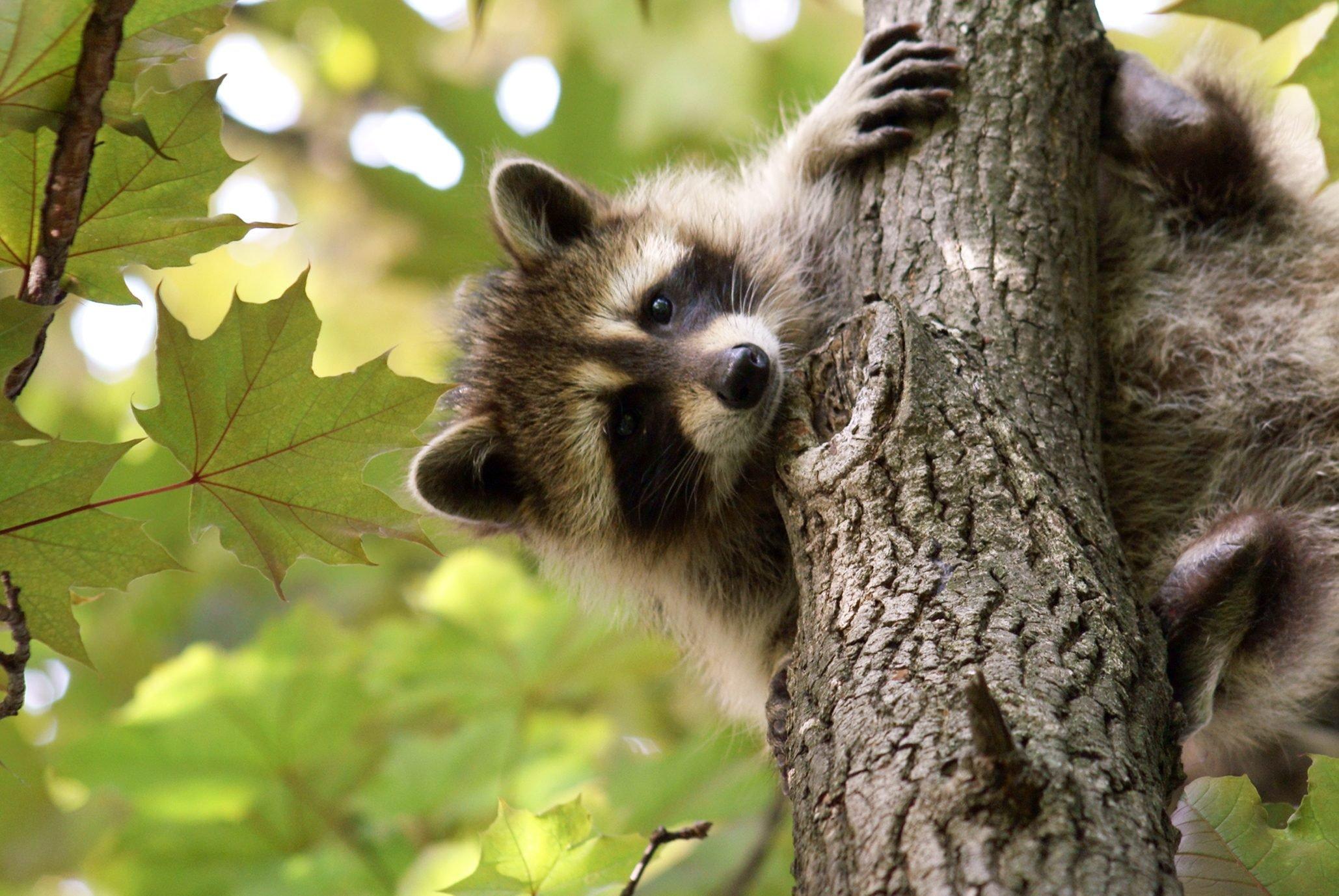 Baby Raccoon Wallpapers - Top Free Baby Raccoon Backgrounds ...