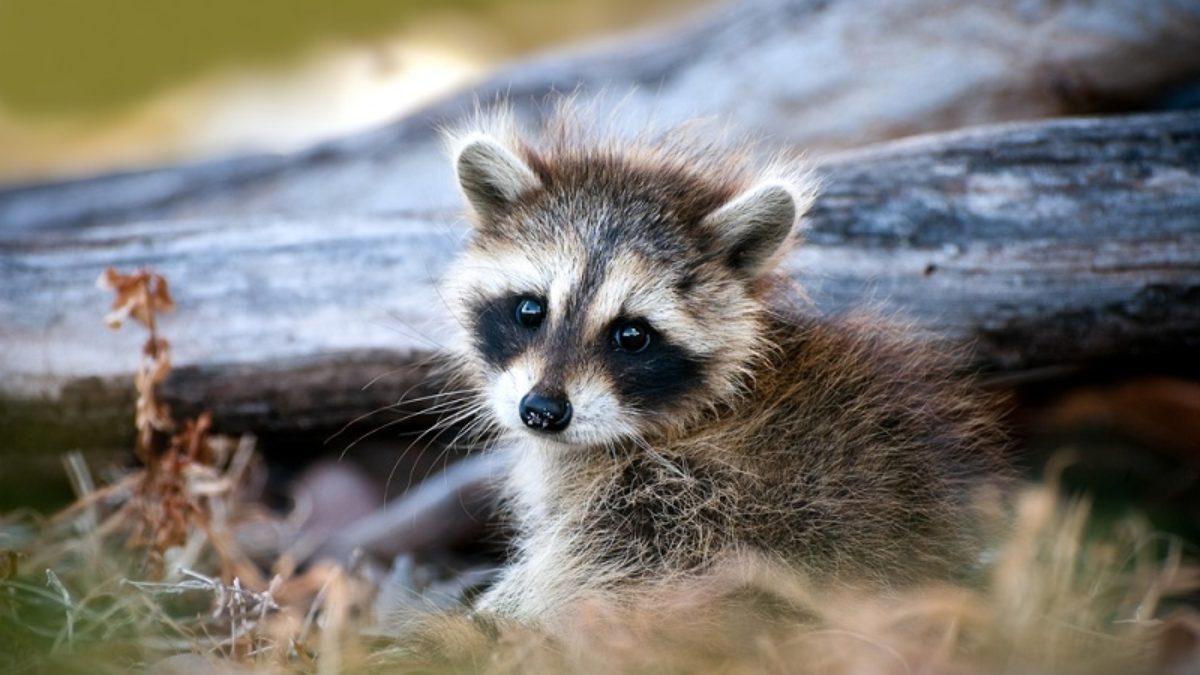 1200x675 Things to Know About Raccoon Baby Season in 2021