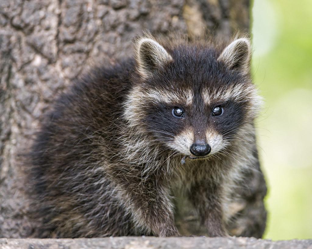 1024x819 Cute baby raccoon. At the Filmtierpark, we came across this