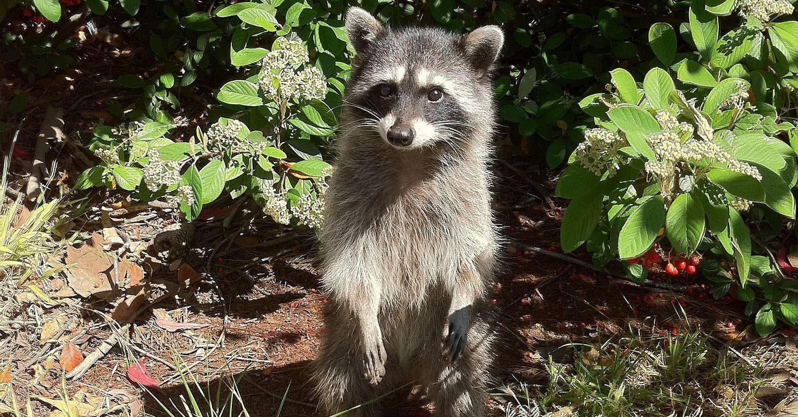 1600x837 Raccoons Cute Enough To Negate Your Fear Of Rabies (Photos)
