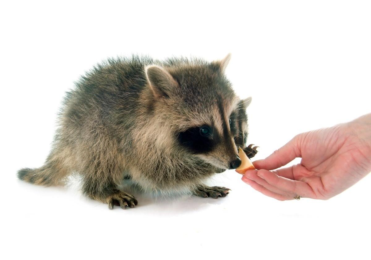 1200x840 Pet Raccoon Photo