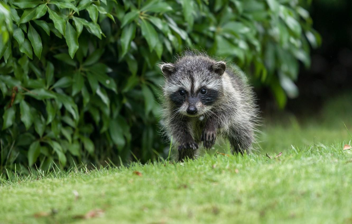 1332x850 Wallpaper grass, baby, raccoon, cub image for desktop, section животные