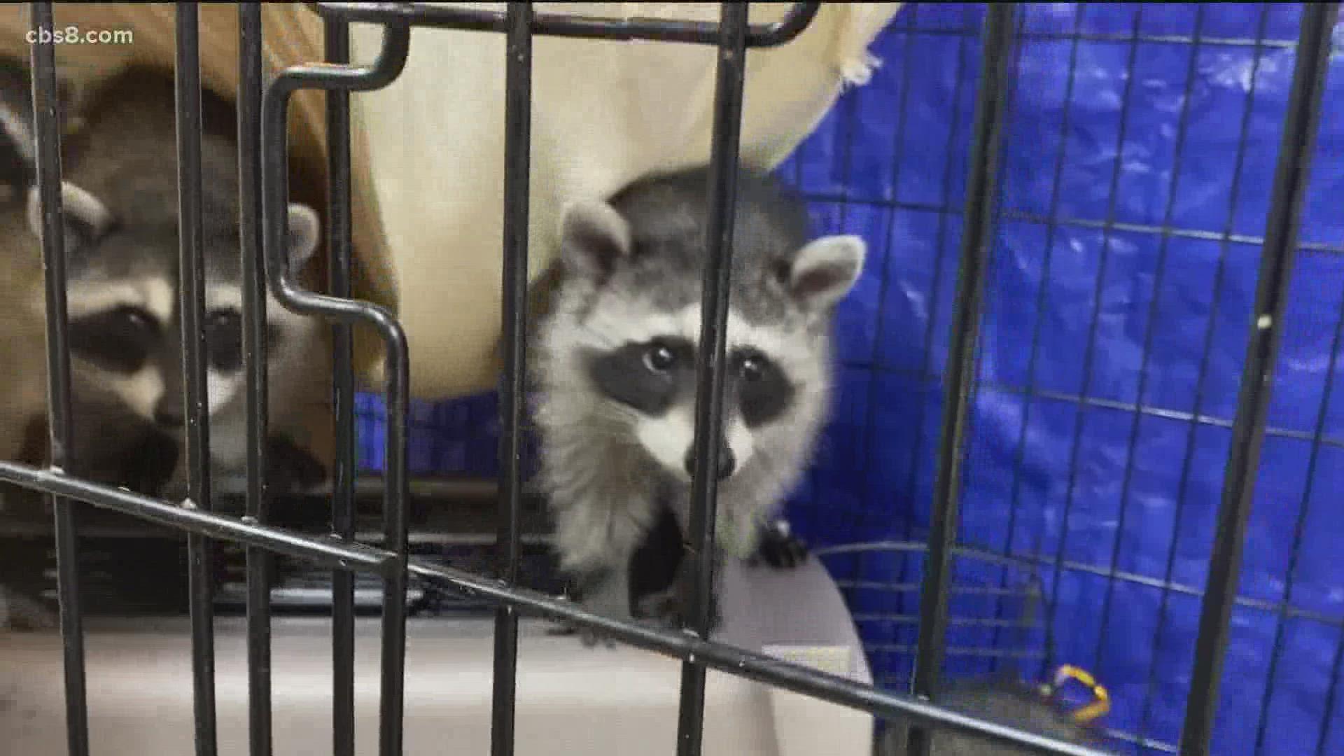 1920x1080 San Diego Humane Society rescues baby raccoons