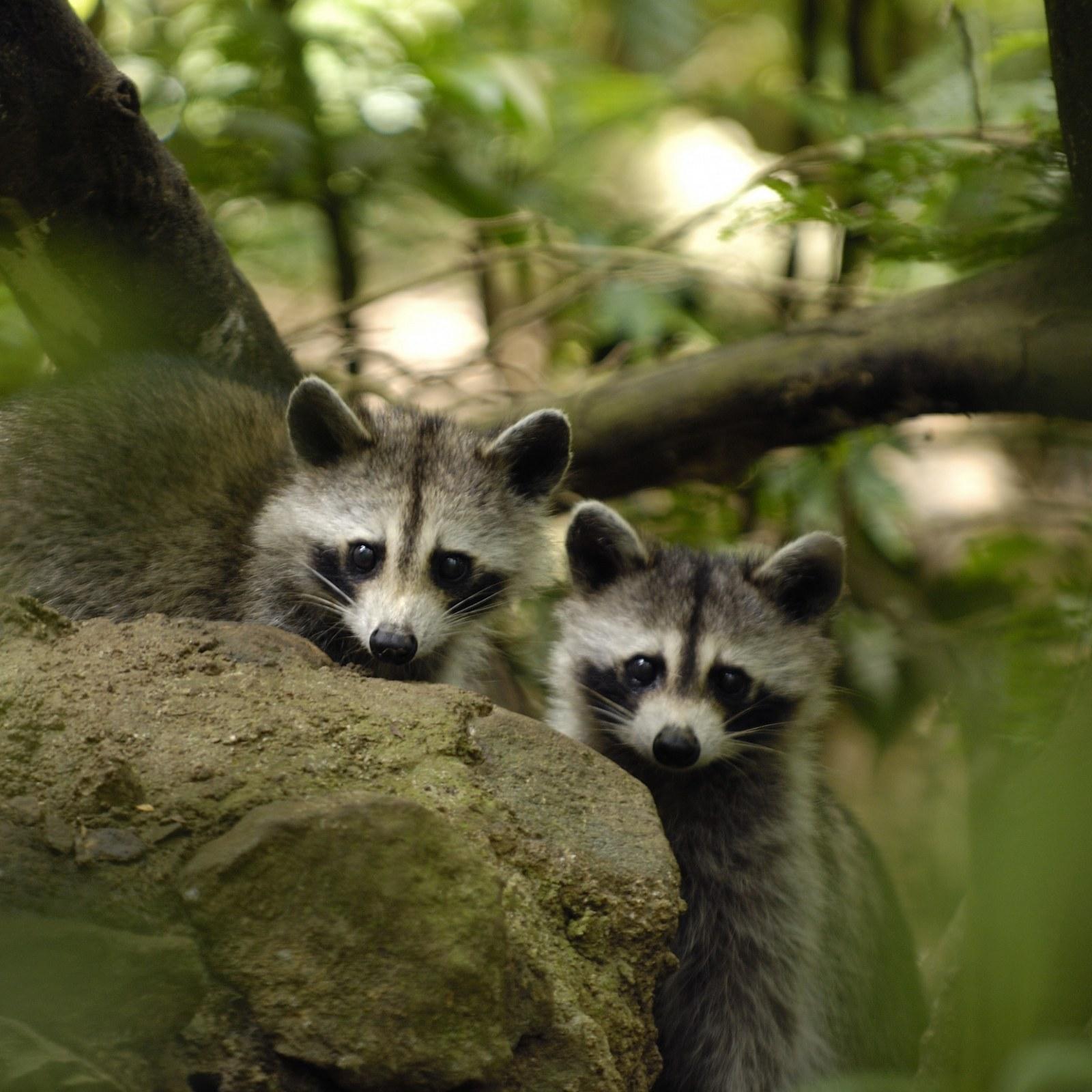 1600x1600 This Man Feeds Raccoons on His Porch Every Night, and Twitter Has Some Thoughts