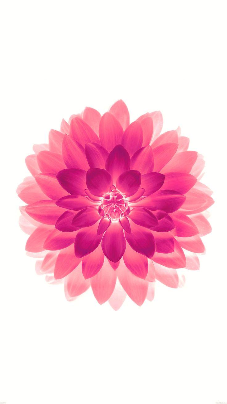 736x1308 Minimal Wallpaper 1080X1920. Flower iphone wallpaper, Wallpaper iphone ios Flower wallpaper