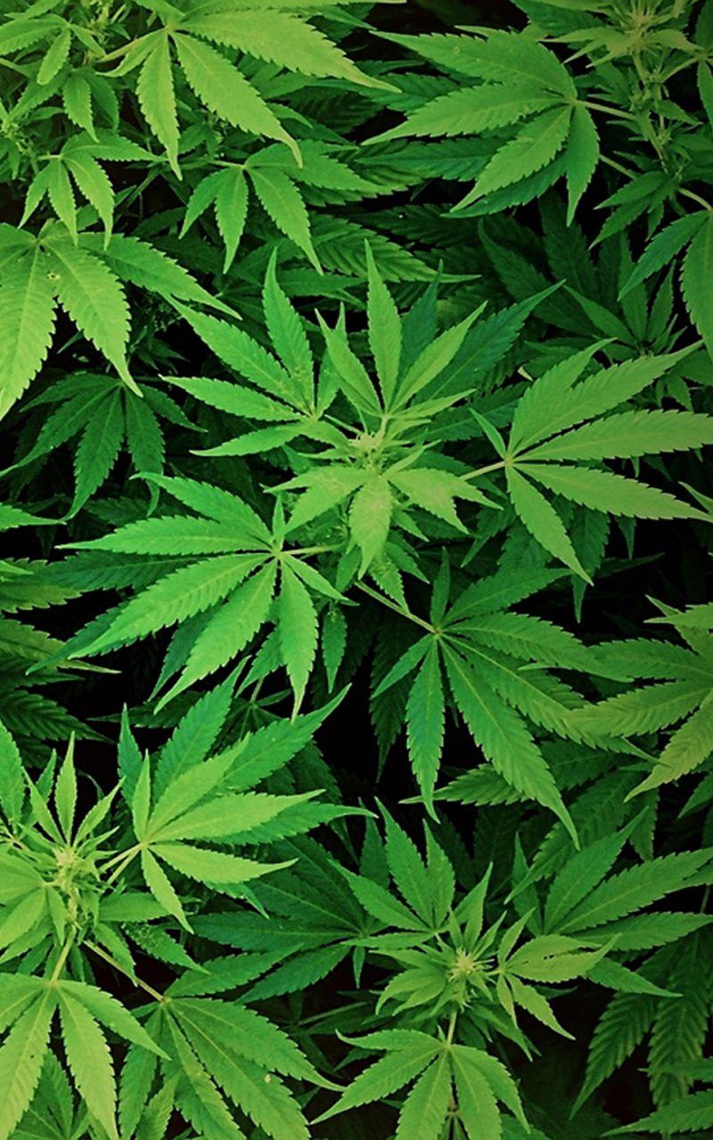  4K  Marijuana  Wallpapers  Top Free 4K  Marijuana  