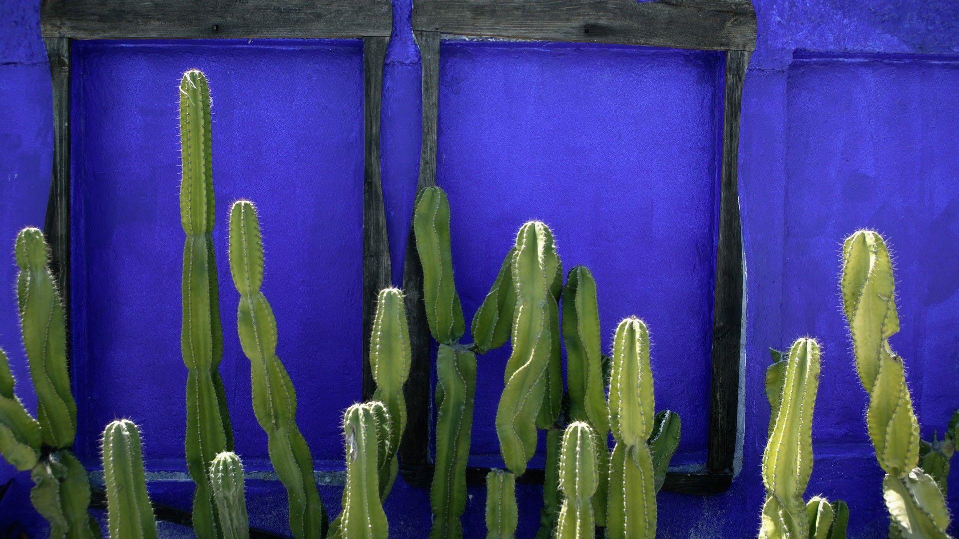 1920x1080 Mexico Cactus Wallpaper via. Mexico cactus, Cactus, Wallpaper