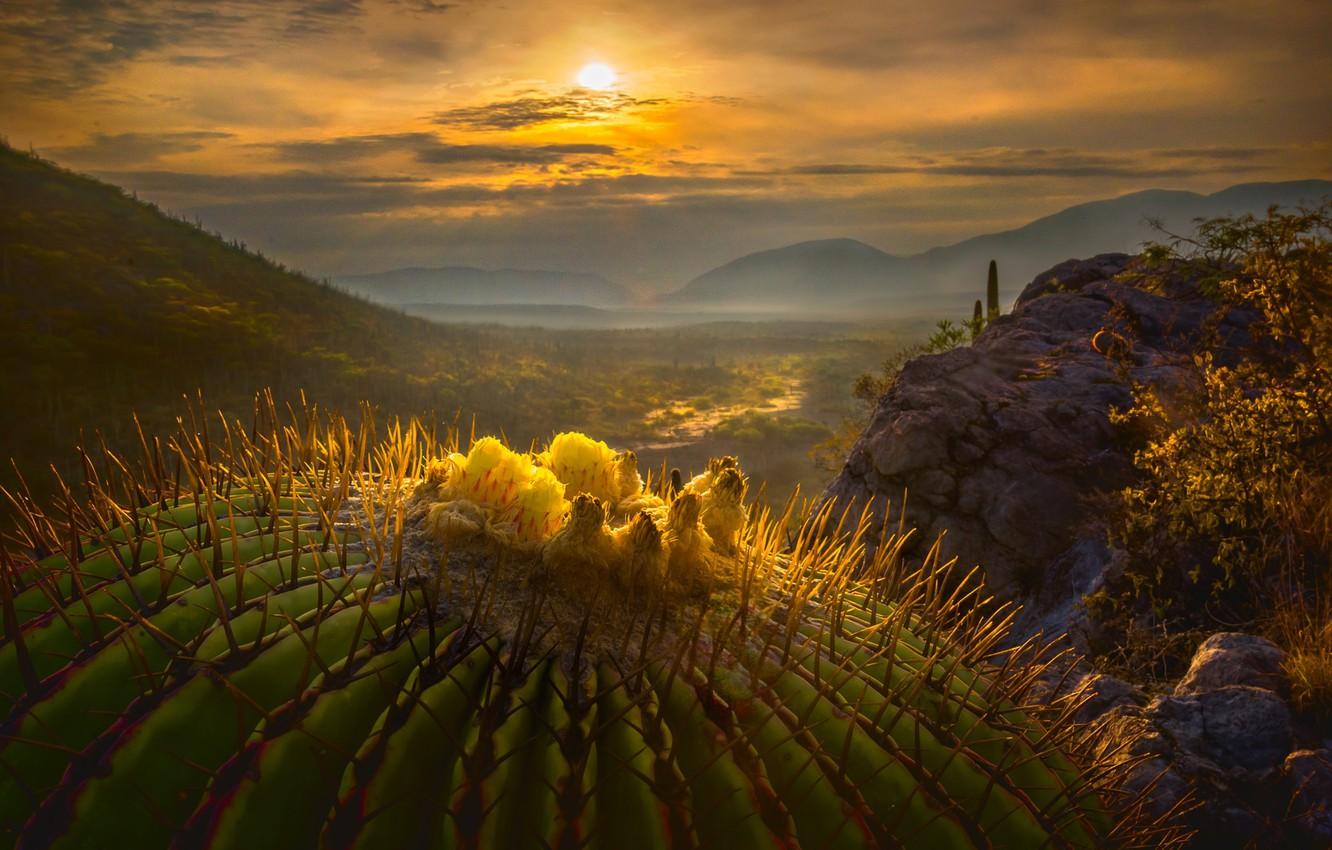 1332x850 Wallpaper the sun, macro, cactus, valley, Mexico image for desktop, section природа
