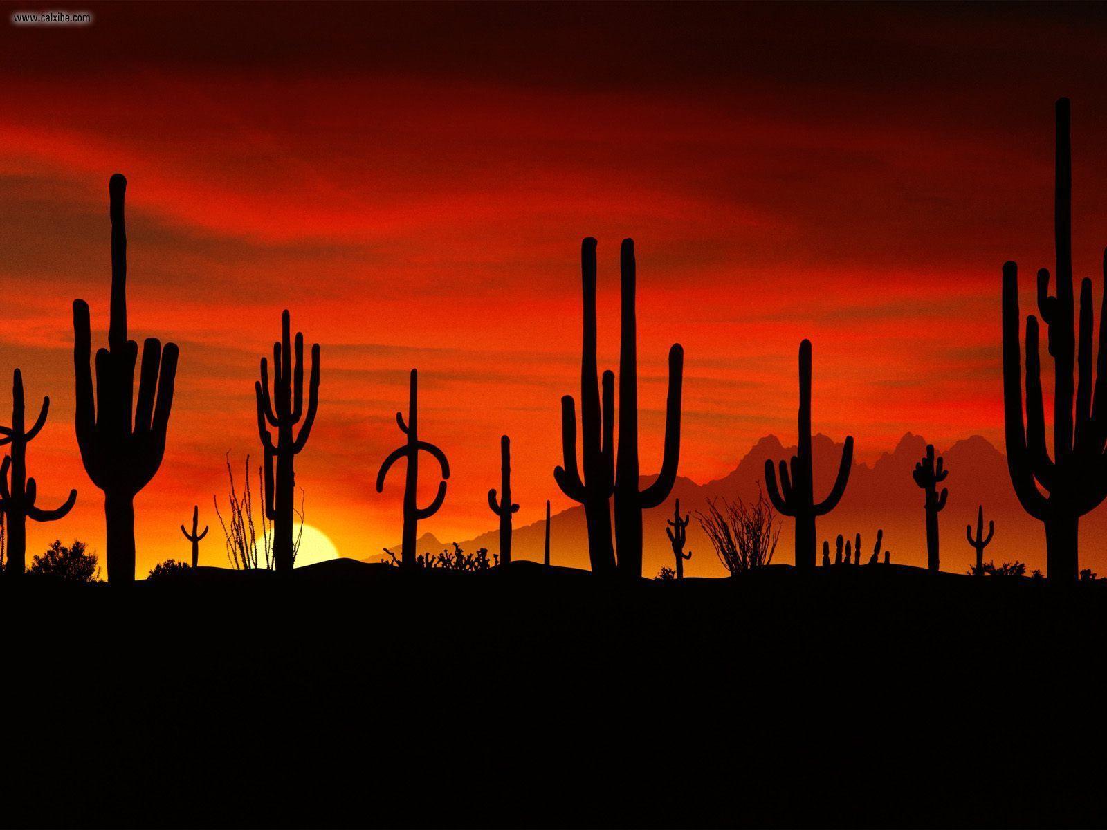 1600x1200 Free download Sonoran Desert in Mexico Wallpaper Picture Photo [1600x1200] for your Desktop, Mobile & Tablet. Explore Arte Wallpaper Company. International Wallpaper Company, Arte International Wallpaper, Arte Wallpaper Website