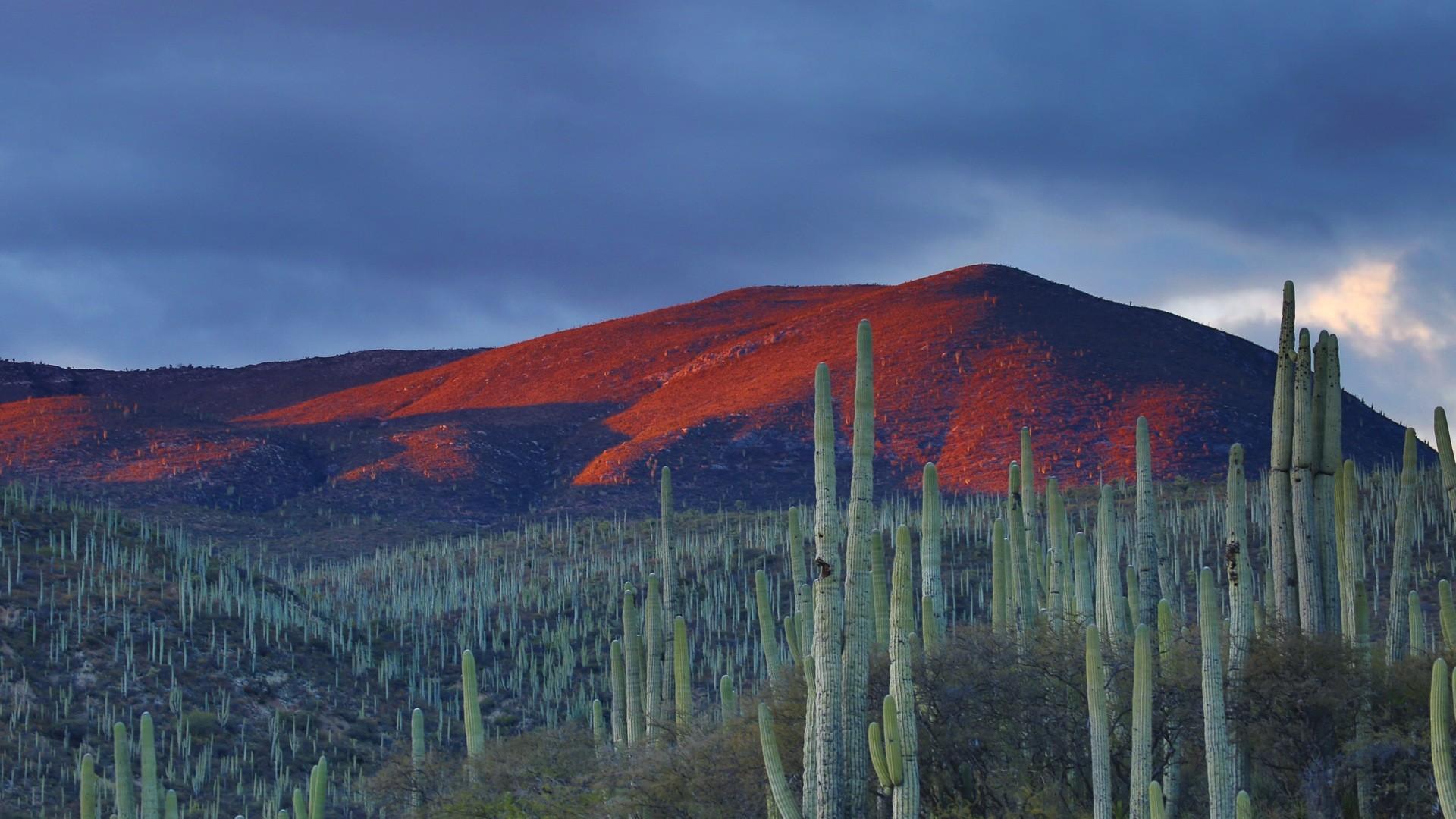 1920x1080 nature, Landscape, Mountians, Clouds, Mexico, Cactus, Field, Hills, Evening Wallpaper HD / Desktop and Mobile Background