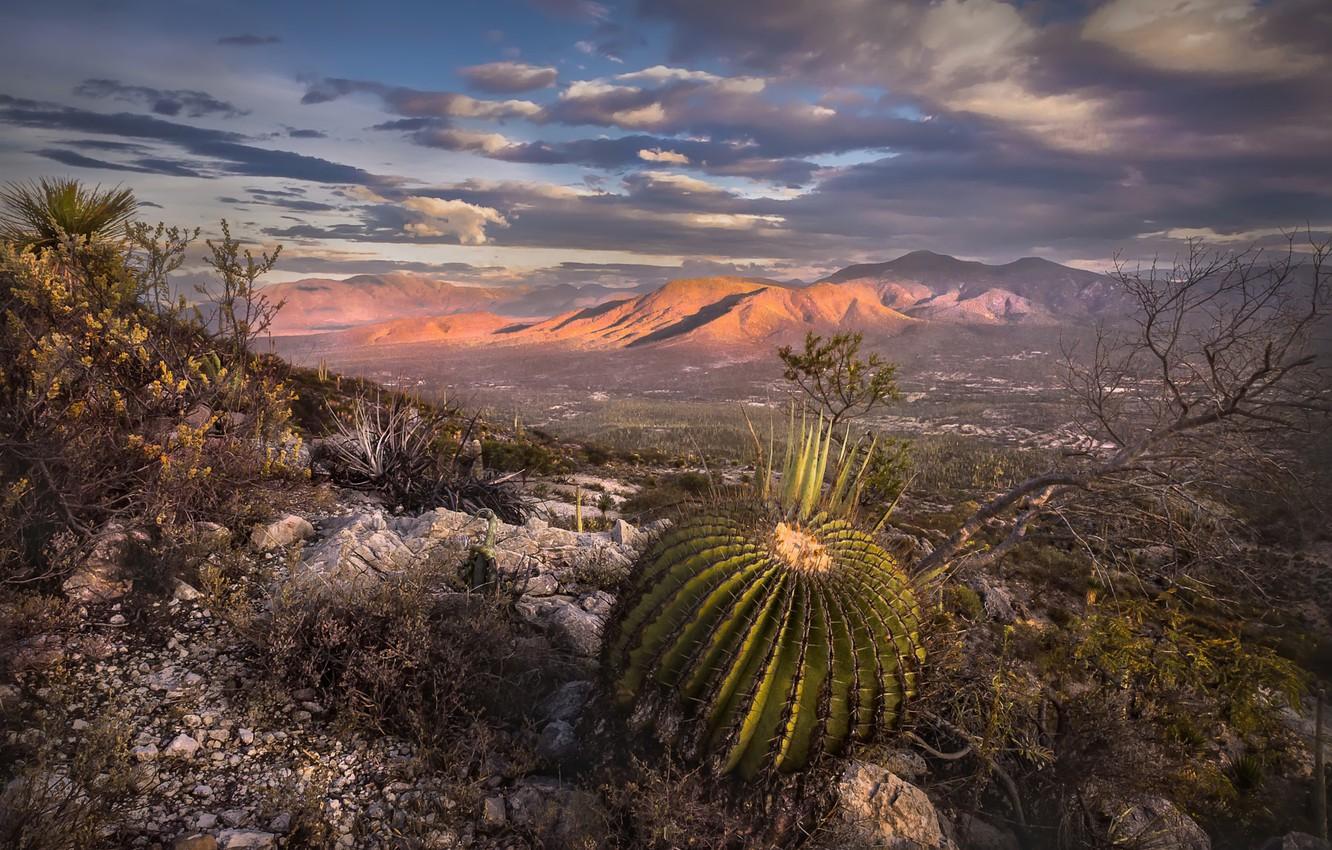 1332x850 Wallpaper mountains, valley, Mexico, cacti image for desktop, section пейзажи