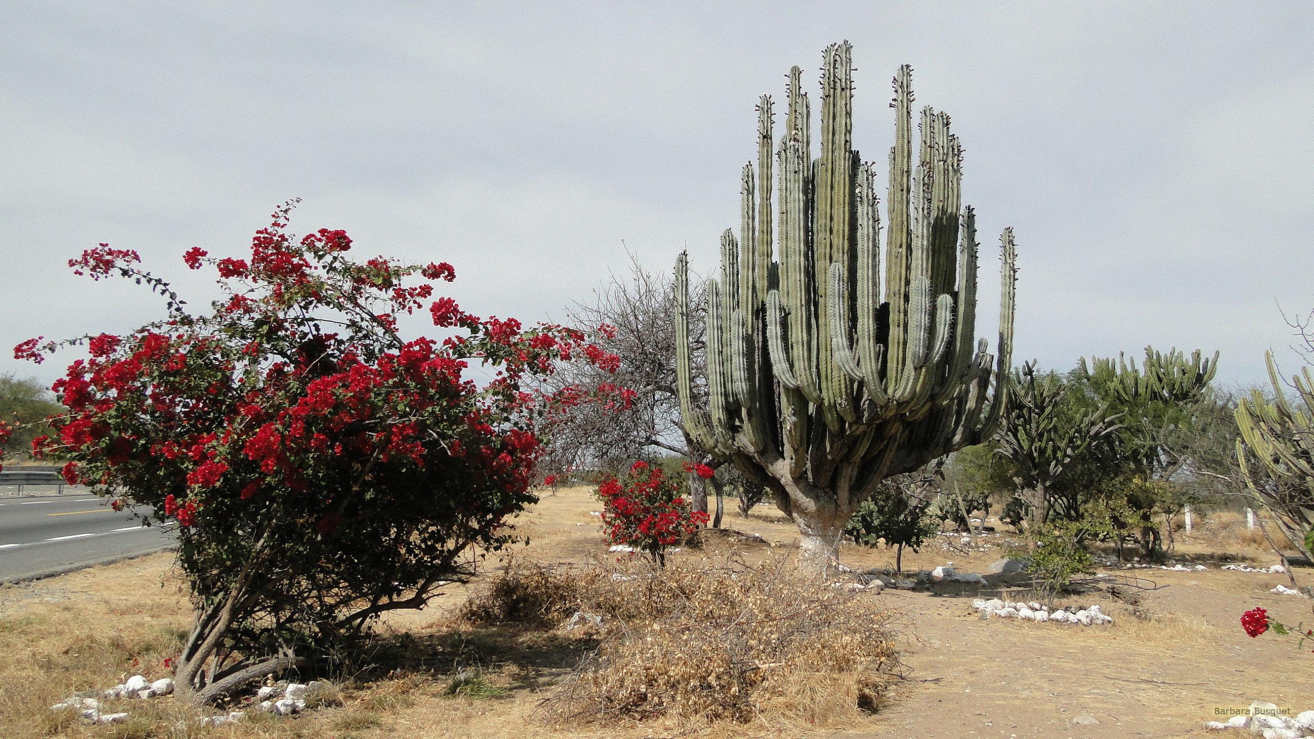 2560x1440 Cacti in Mexico's HD Wallpaper