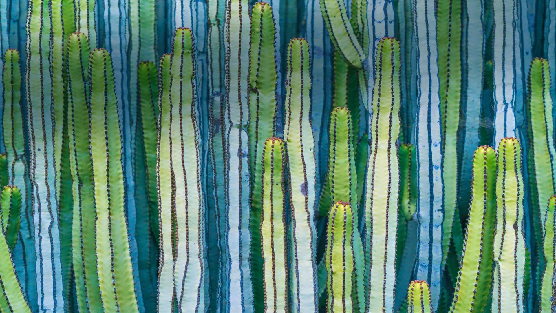 1920x1080 Bing image: Mexican giant cardon cactus Wallpaper Gallery