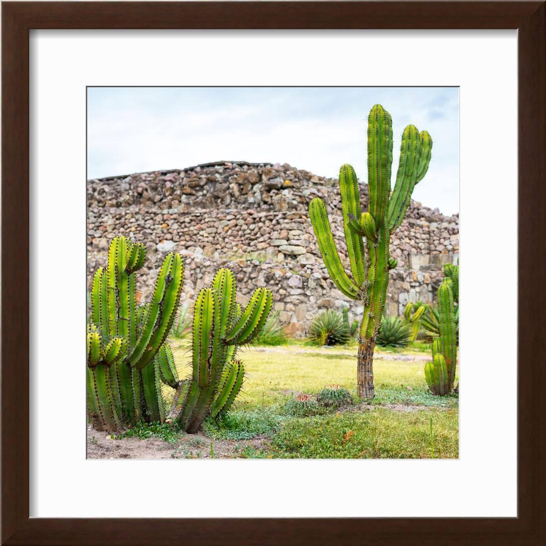 1100x1100 Mexican Cactus