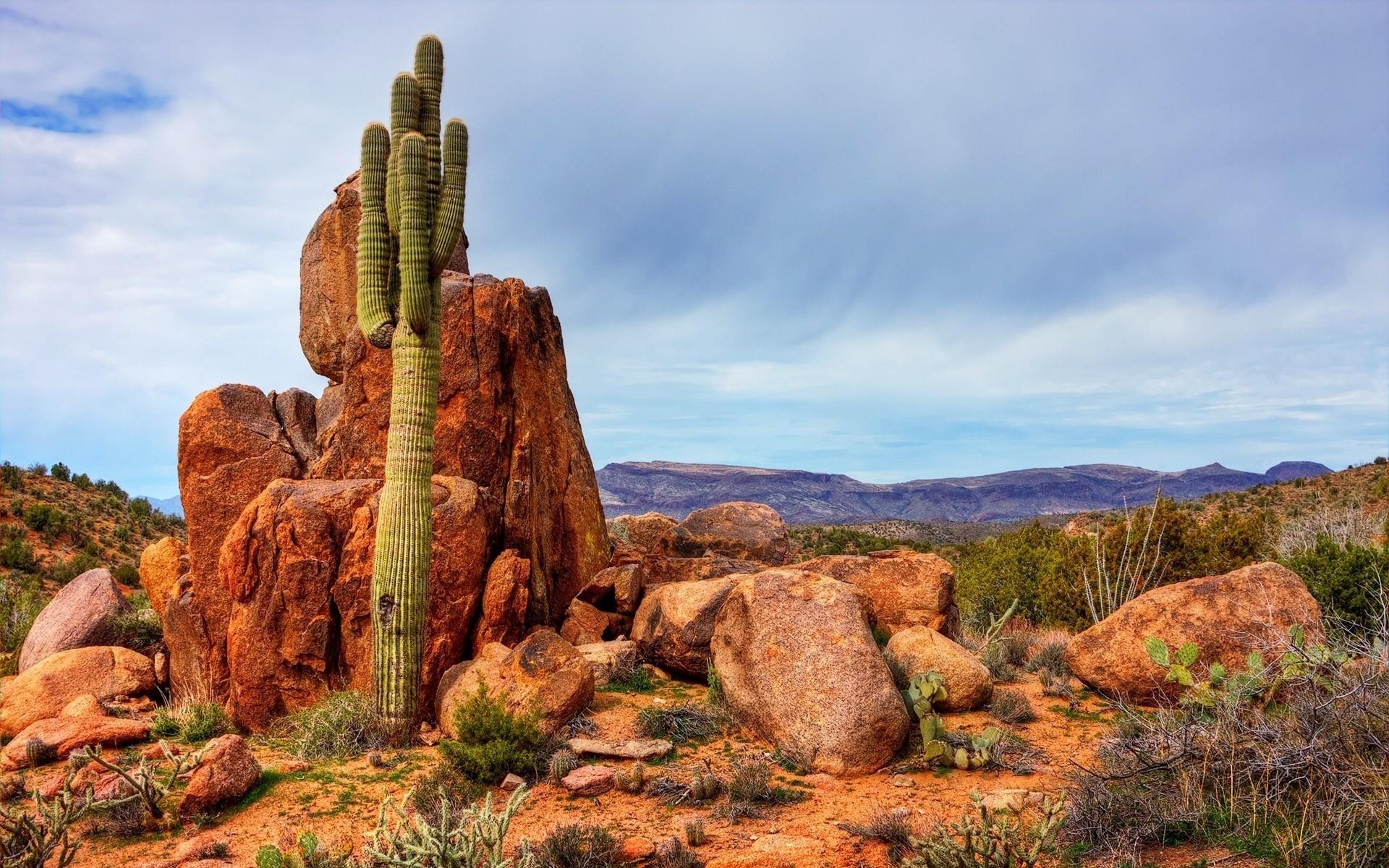 1920x1200 nature, Cactus Wallpaper HD / Desktop and Mobile Background