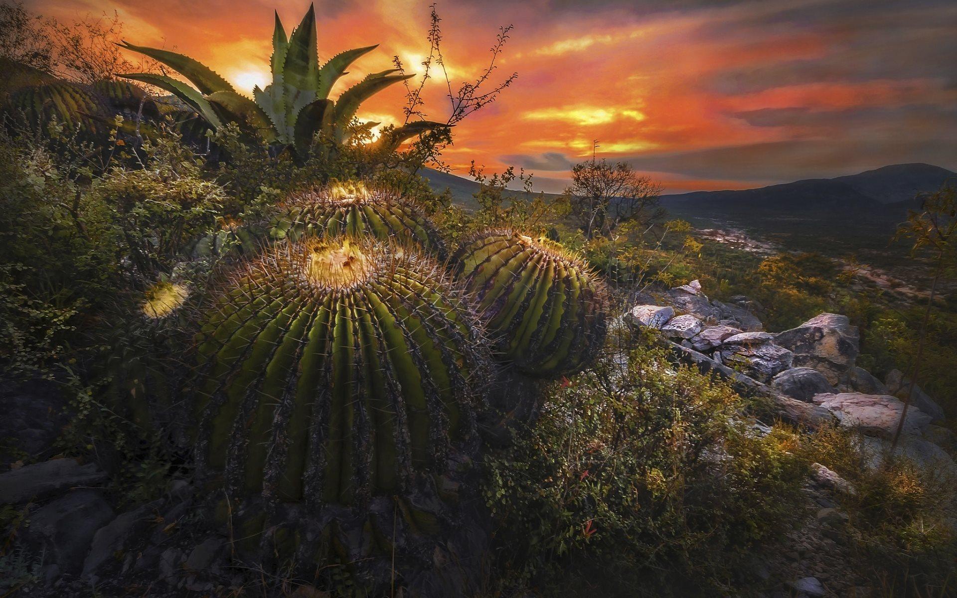 1920x1200 Download wallpaper cactus, desert, evening, sunset, sky, Mexico for desktop with resolution 1920x1200. High Quality HD picture wallpaper