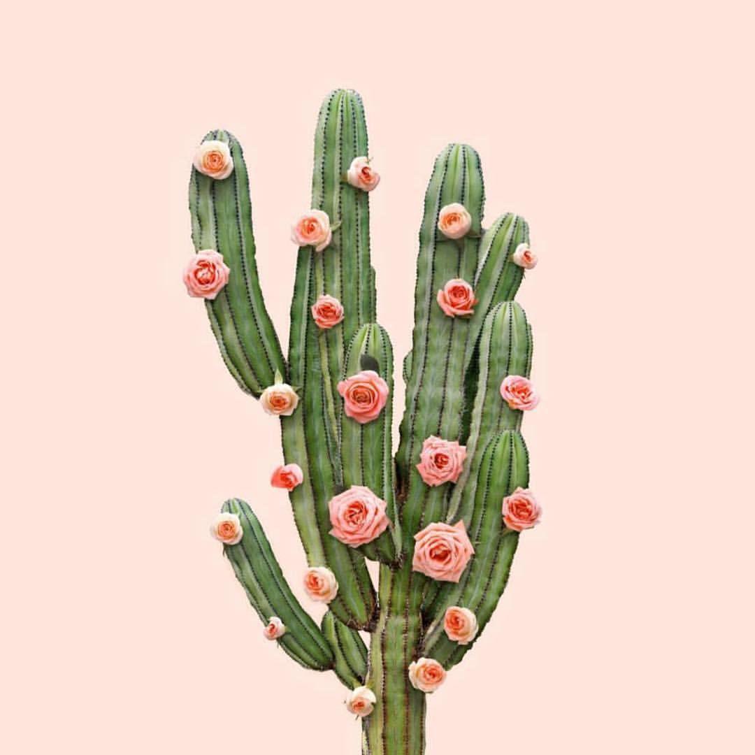1080x1080 We will be in Mexico City tomorrow. We have some pretty fun things planned, follow our IG stories to see what we are up to. Cactus art, Cactus background, Cactus