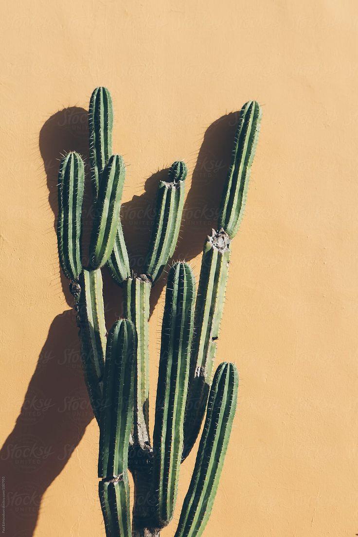 736x1104 Cactus Growing Against Adobe Wall, Mexico by Rialto Image. Cactus picture, Cactus, Mexican wall