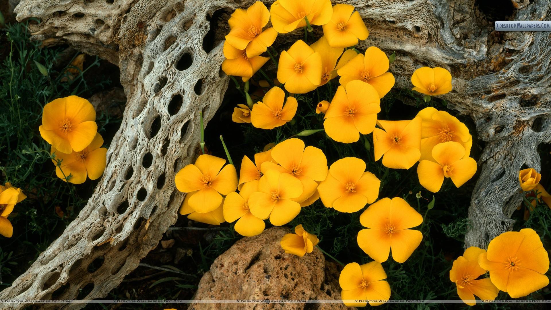 1920x1080 Mexican Goldpoppies, Oregonpipe Cactus National Monument, Arizona Wallpaper