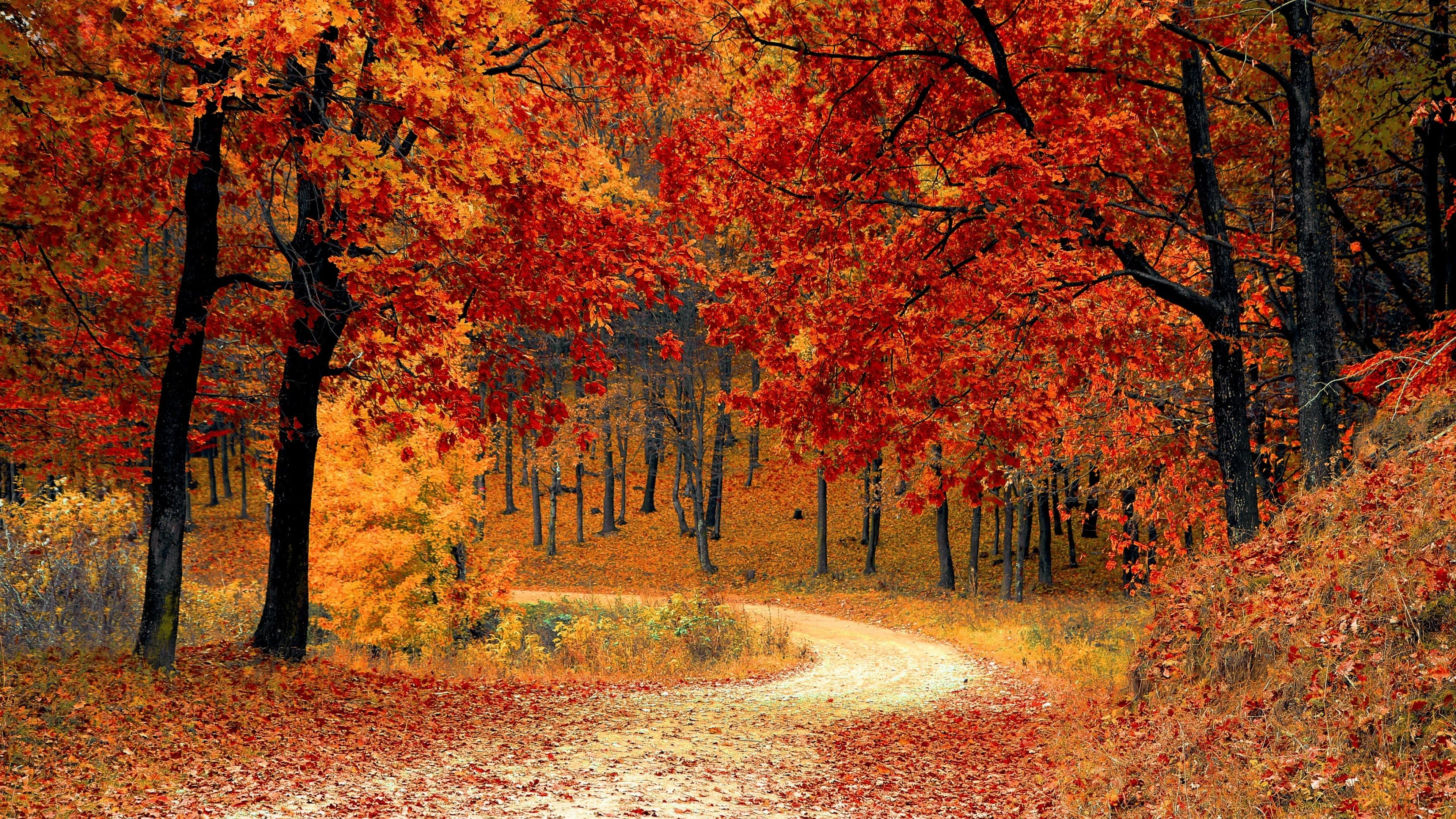 3840x2160 Autumn Wallpaper 4K, Red leaves, Forest, Pathway, Scenery, Fall, Nature