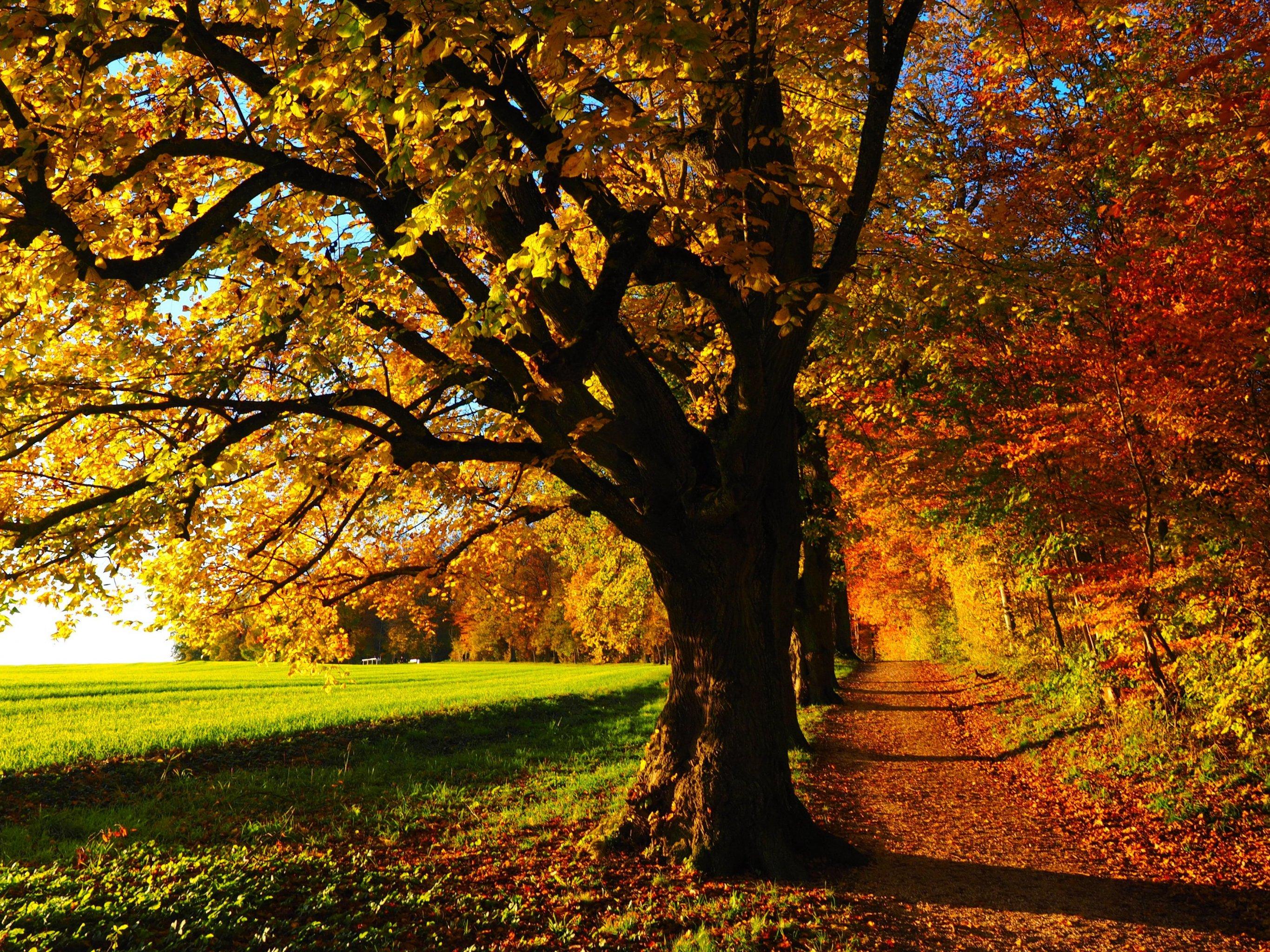 2732x2048 Fall Forest Wallpaper, Android & Desktop Background